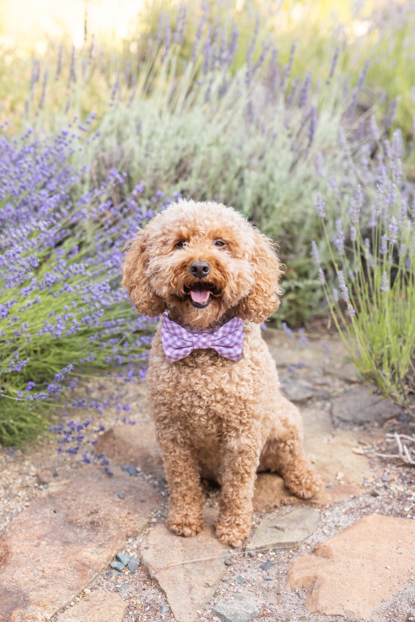 Santa Barbara pet photography, spring dog portrait session Veils & Tails Photography