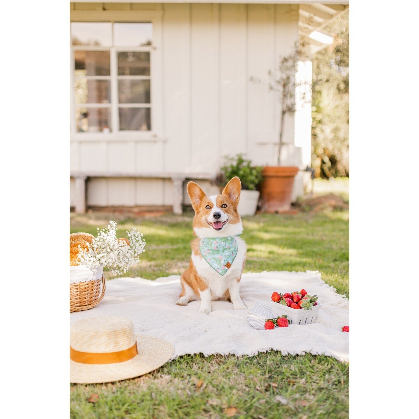 Do you believe in the Easter Corgi? She brings strawberries, smiles and baskets of flowers! I'm a believer. 🌷🐇⁠
⁠
⁠