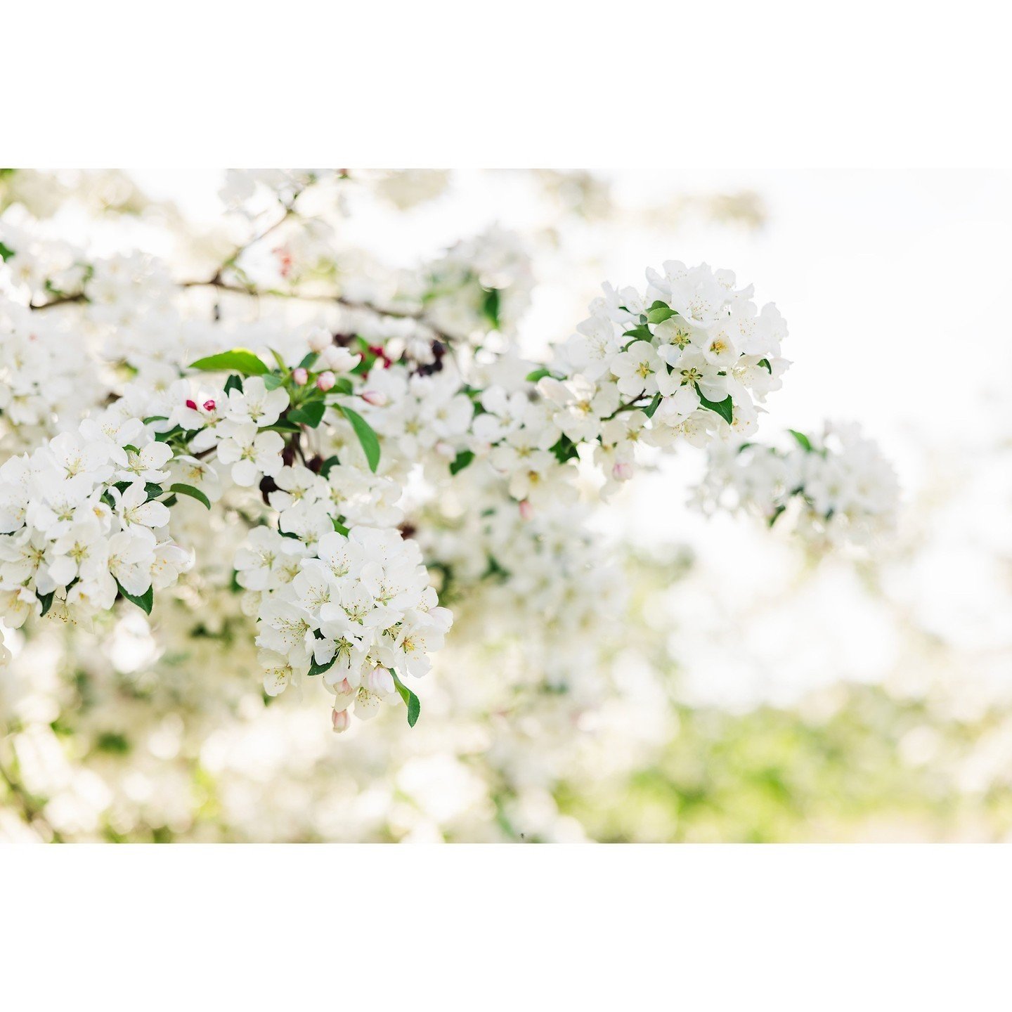 Whenever I have a chance to walk outside, I never cease to be amazed at what nature comes up with. Such beauty, such perfect symbiosis. It all makes sense, and it all works together, and it honestly all makes me believe in something bigger because it