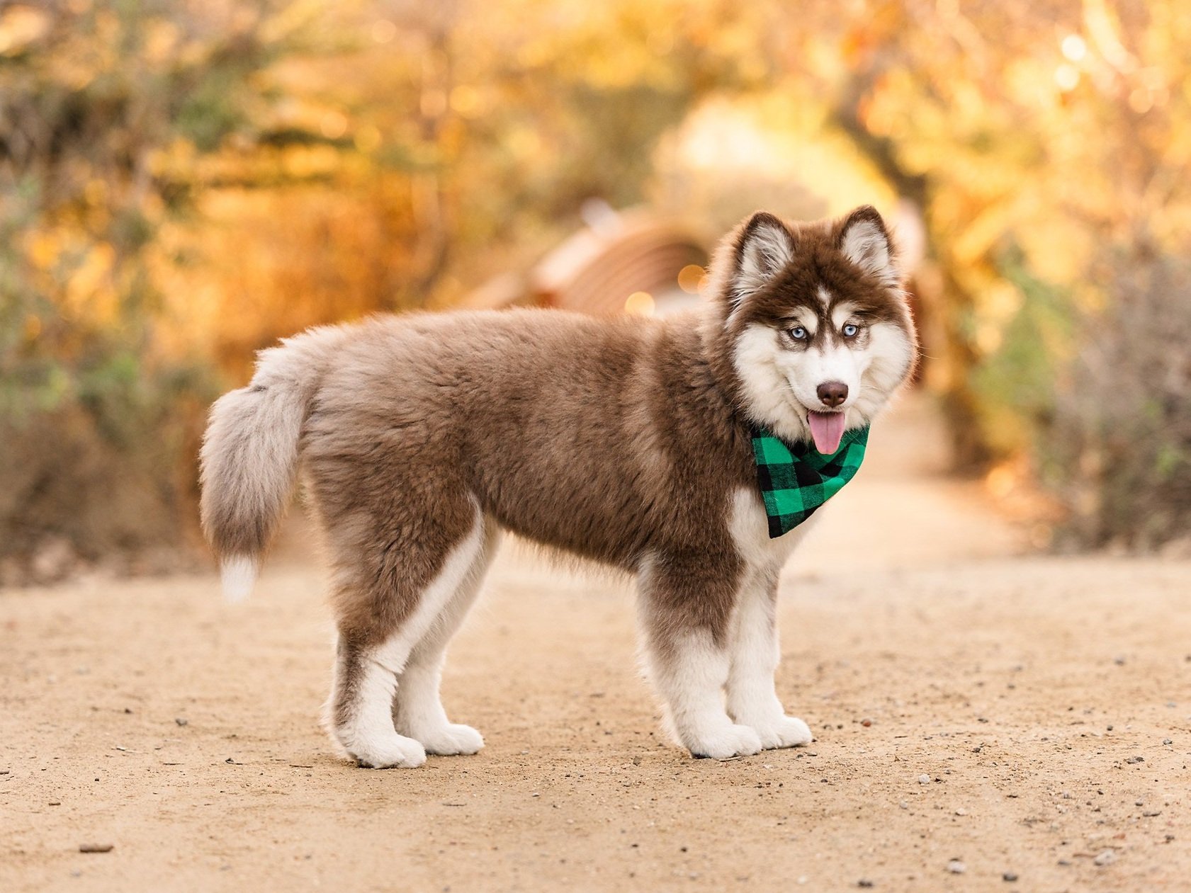 Crabtree-Huskies_Sneak-Peek_09-copy.jpg