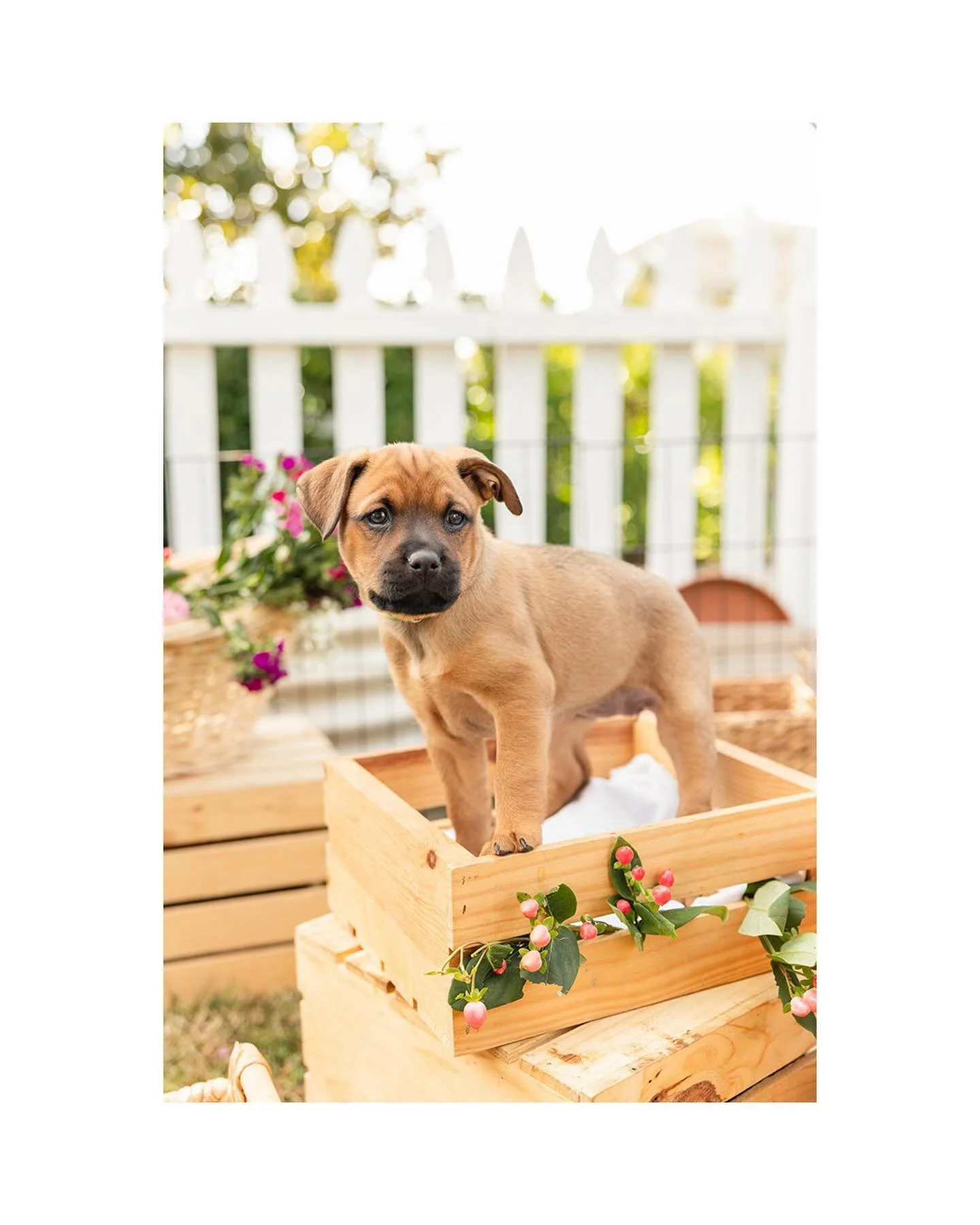 Adoptable puppies!!
⁠
Recently I visited a friend&rsquo;s house (@corinneir ) while she was fostering 12 (TWELVE) rescued pups AND their mama! I came back with my camera, and what ensued was complete. chaos. Sooo many puppy teeth! I created a most ad
