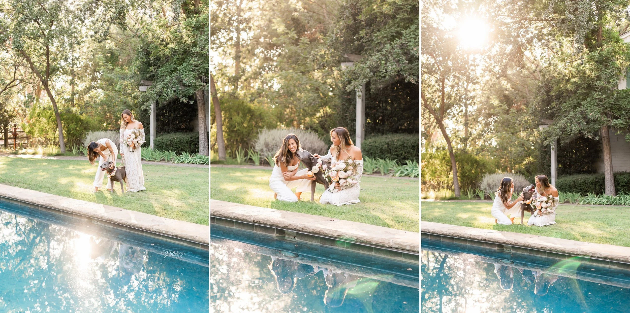 LGBTQ+ wedding photography; bridal portraits with rescue dog by swimming pool, Lieff Ranch in Santa Ynez, Veils &amp; Tails Photography