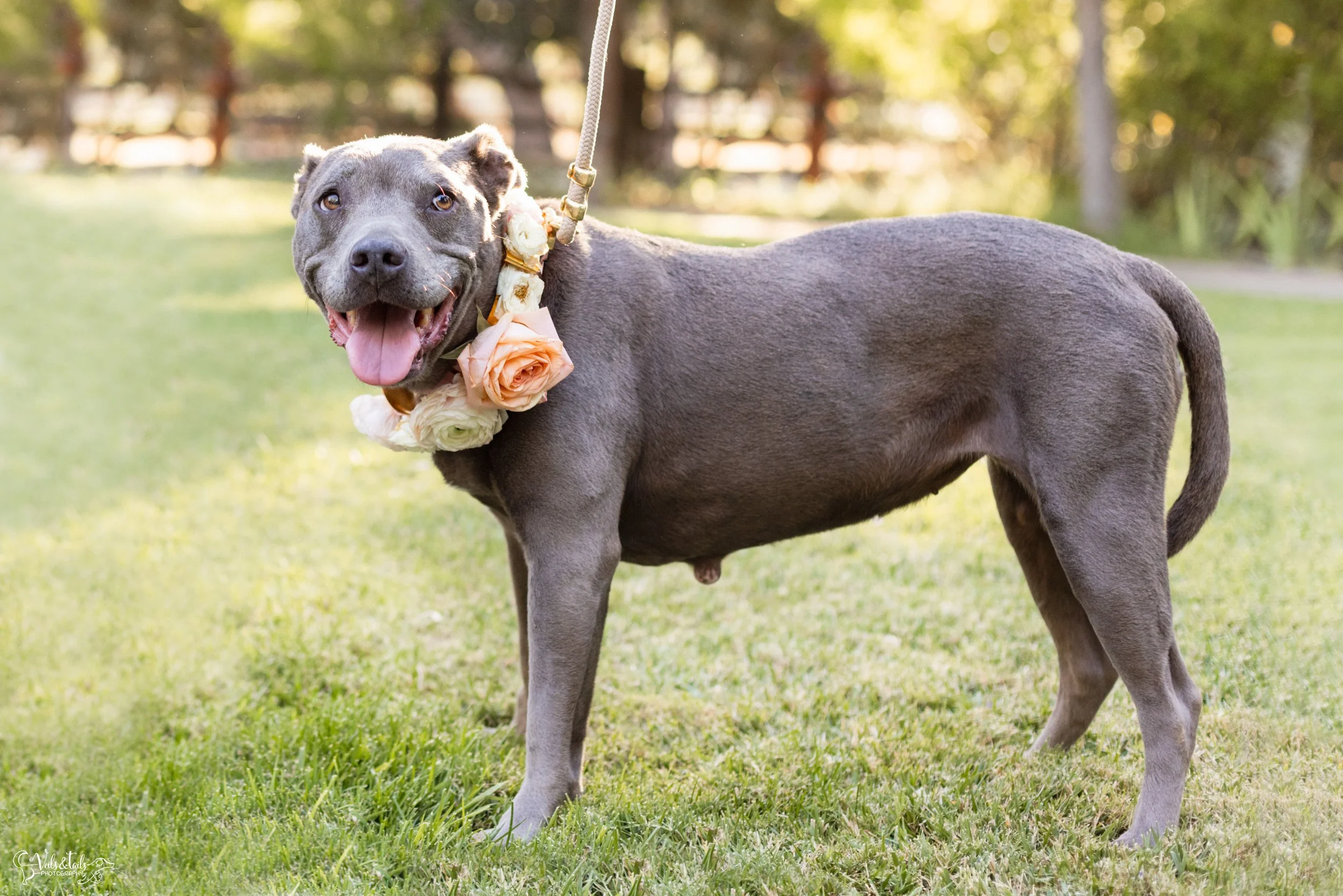 LGBTQ+ wedding photography; rescue dog pretty pittie from Shadow's Fund, Lieff Ranch in Santa Ynez, Veils &amp; Tails Photography