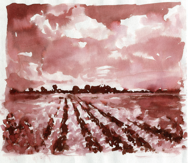 Cotton field pen and ink.jpg
