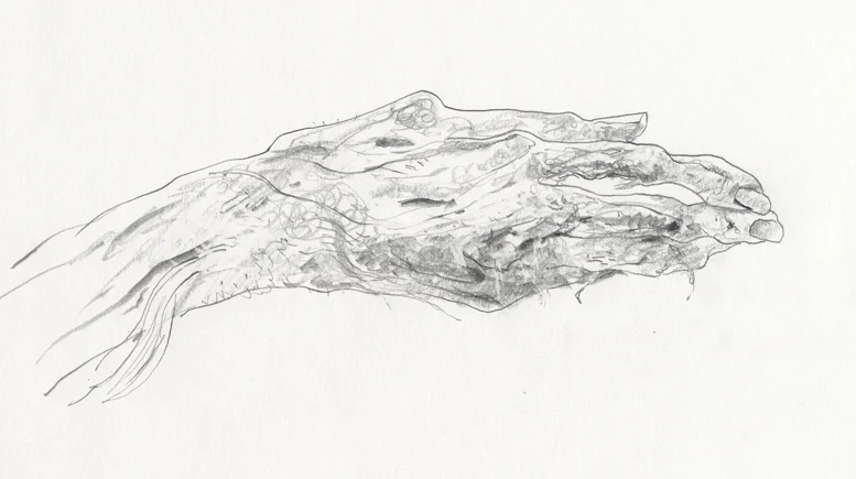 Disection 03.jpg