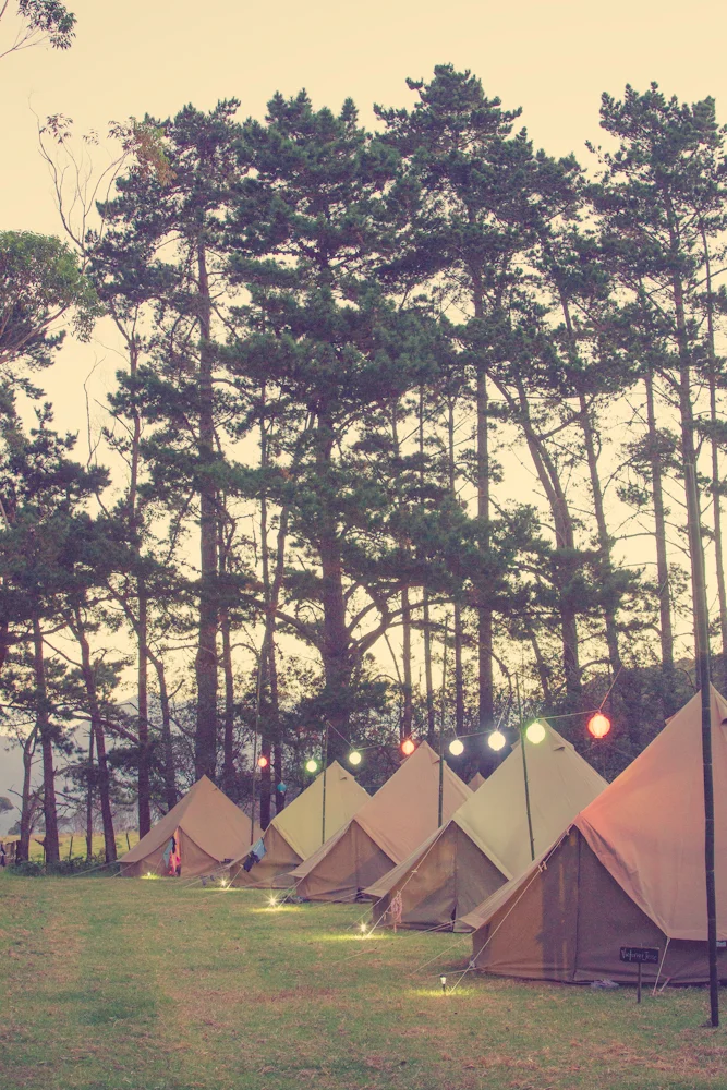 Wildernest Okiwi - Back Paddock-19.jpg