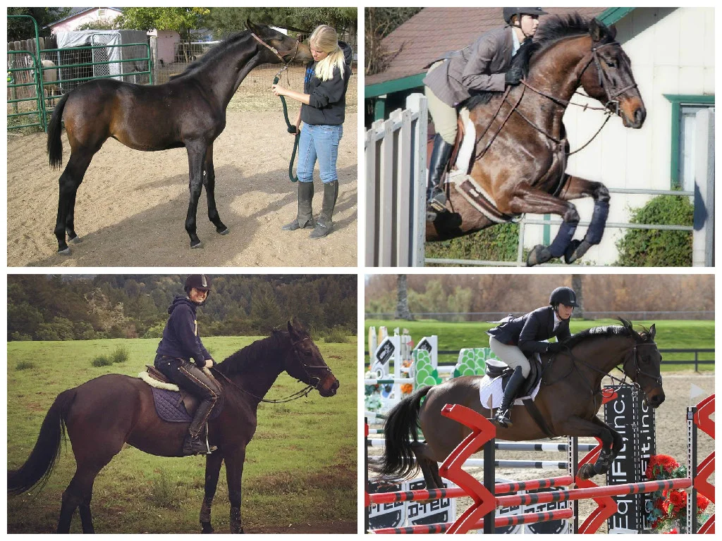 Kiva. Top left as a foal. Top right at her first (schooling) show in March 2013. Bottom left after a conditioning gallop up a hill. Bottom right in the 1.20m in February 2015.