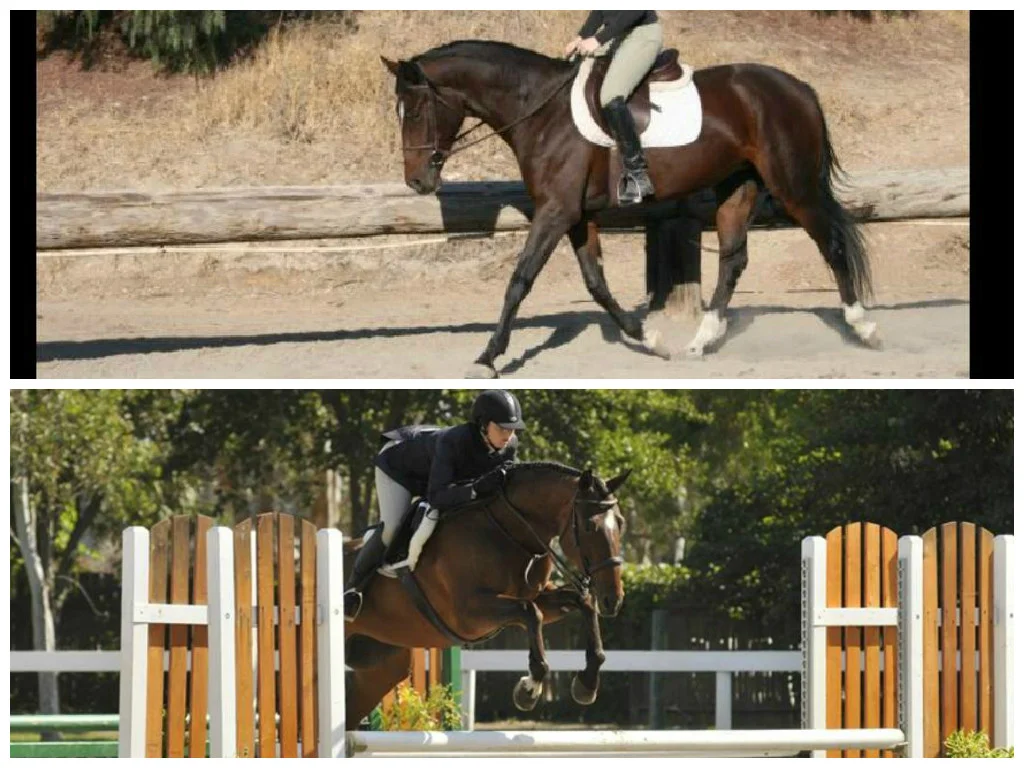 Fiora. Top is one of Fiora's first rides under saddle. Bottom is competing in the Low Hunters.