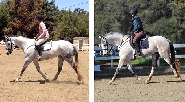 Panda, owned by Esther, is a solid Paint/TB cross. Photo on left is right after we brought her home in Summer 2014. Photo on right is after six months of training. Notice the improved muscling through the haunches and top line and length of stride as a result.