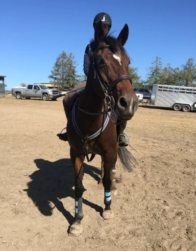 Tired but happy little mare after her gallop.