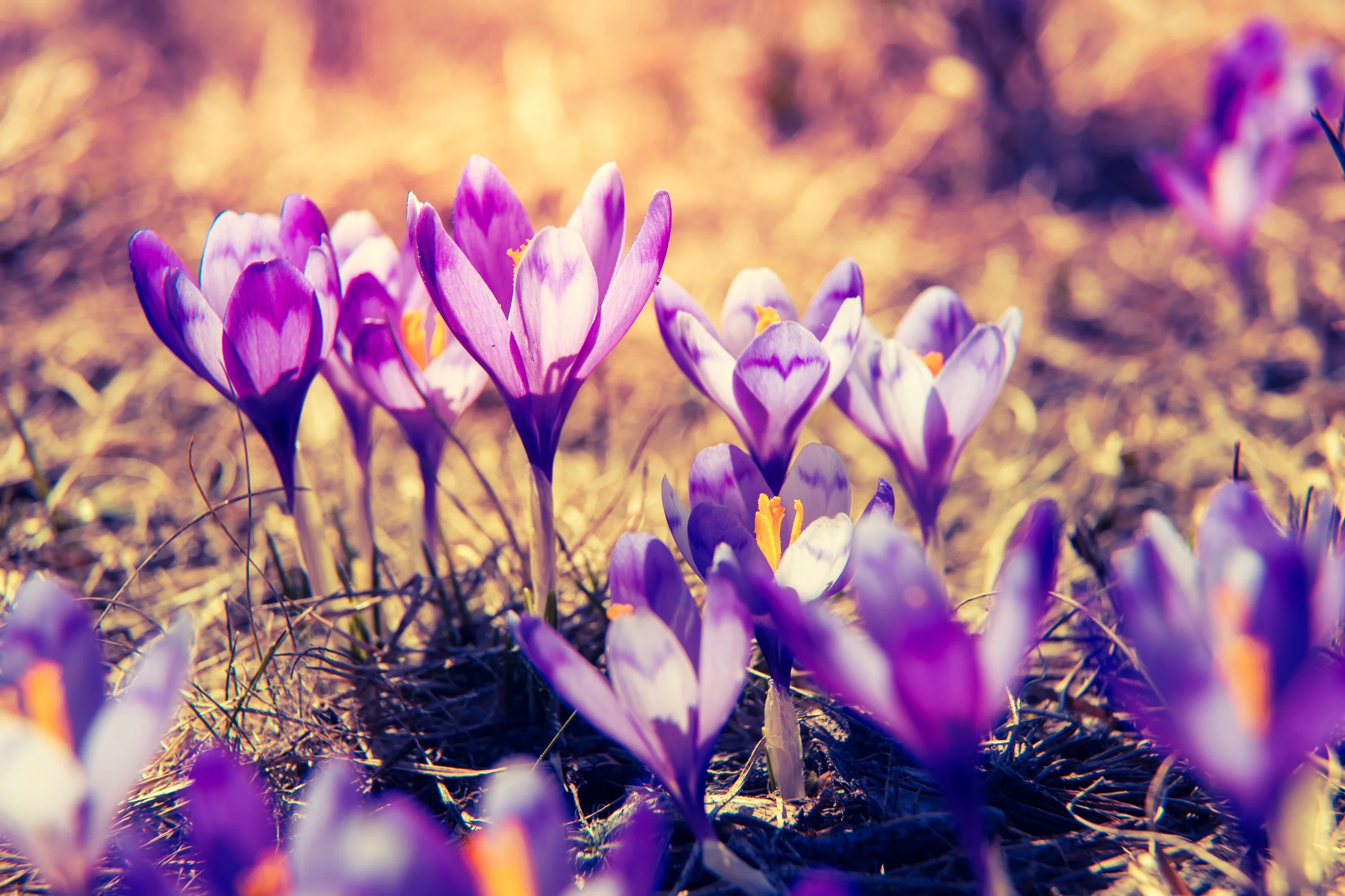 purple flowers