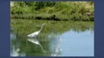 Wetlands Thumbnail 2-Thumbnail.jpg