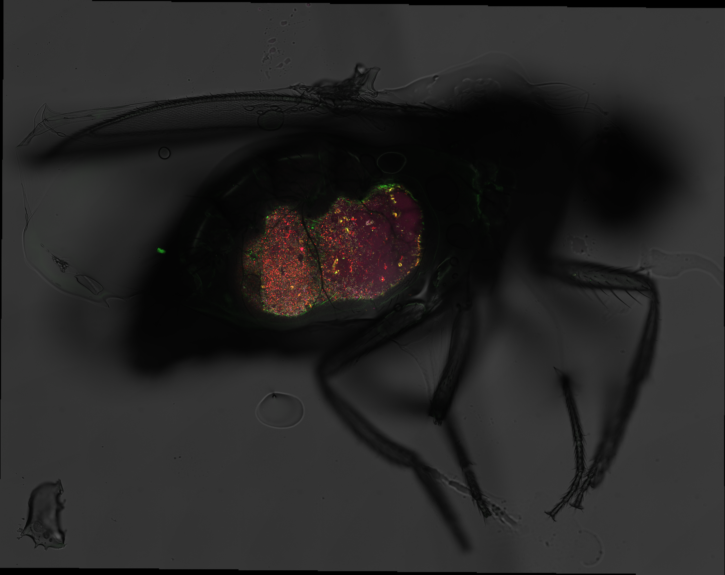Cover0717.lif - Region 3_Merged.png