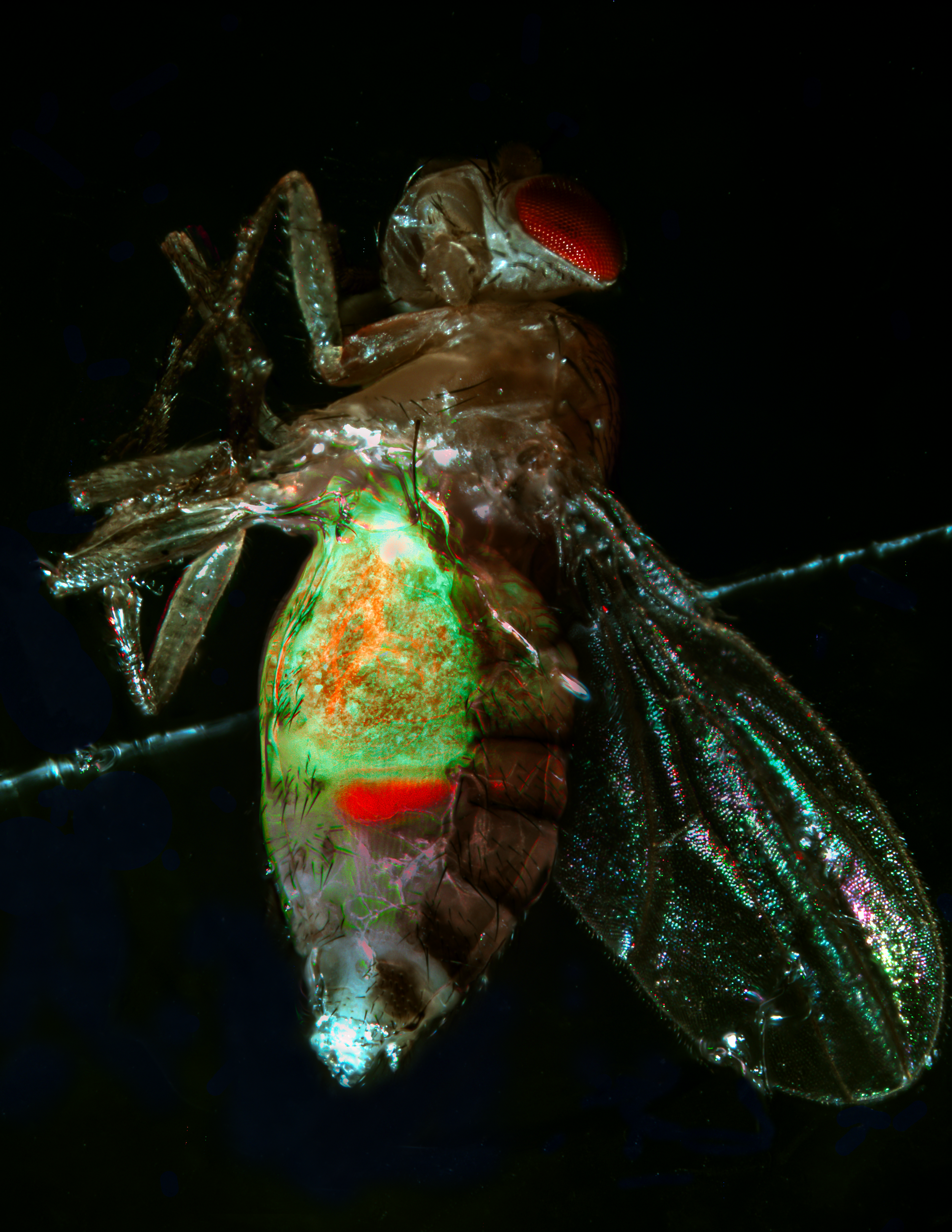 A_window_into_the_microbiome.png
