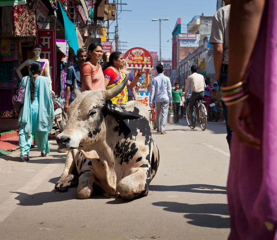 STREET COW.