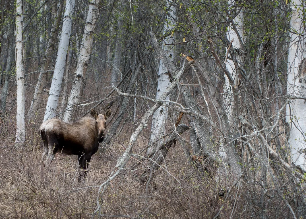 Moose in the Woods.