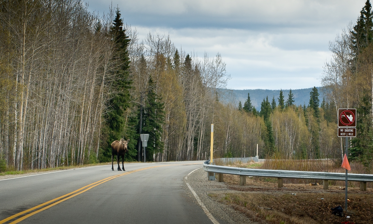 Safe Moose