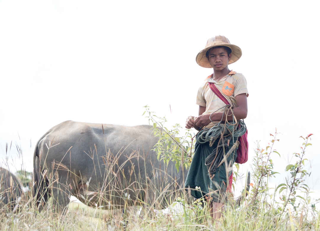  Water Buffalo Boy.