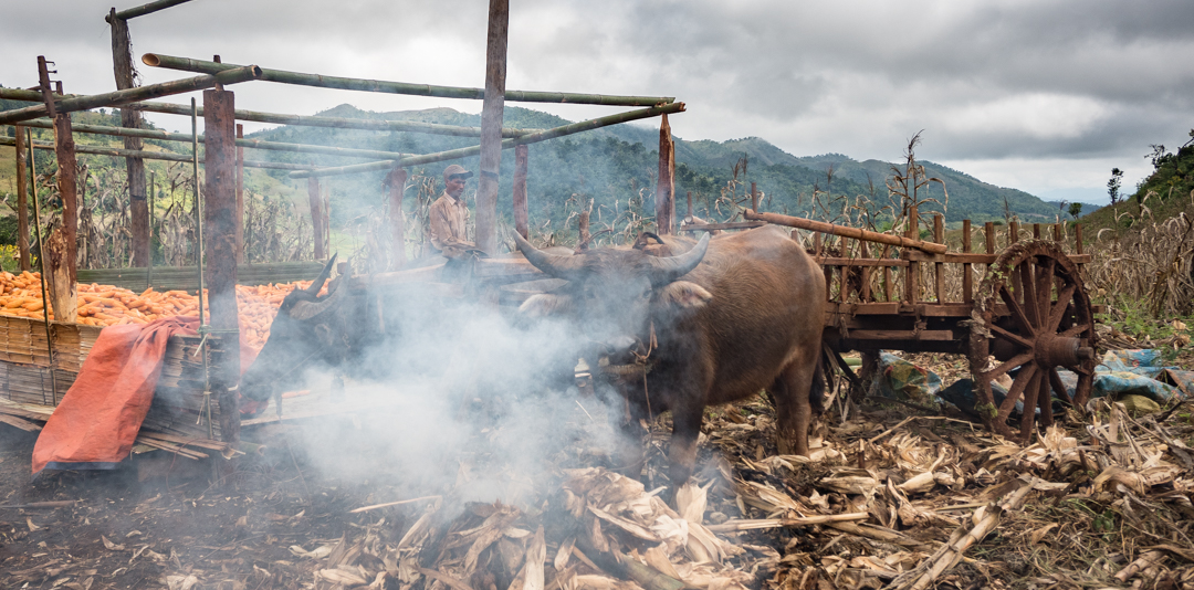  How to slowly kill your buffalo.... Or slowly cook them???