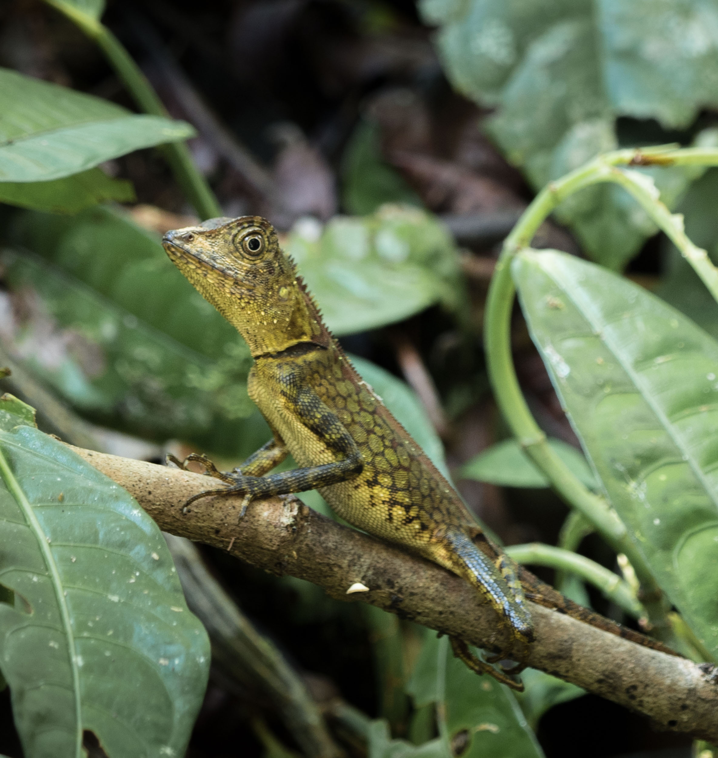 Cute lizard about the length of my lady hand.