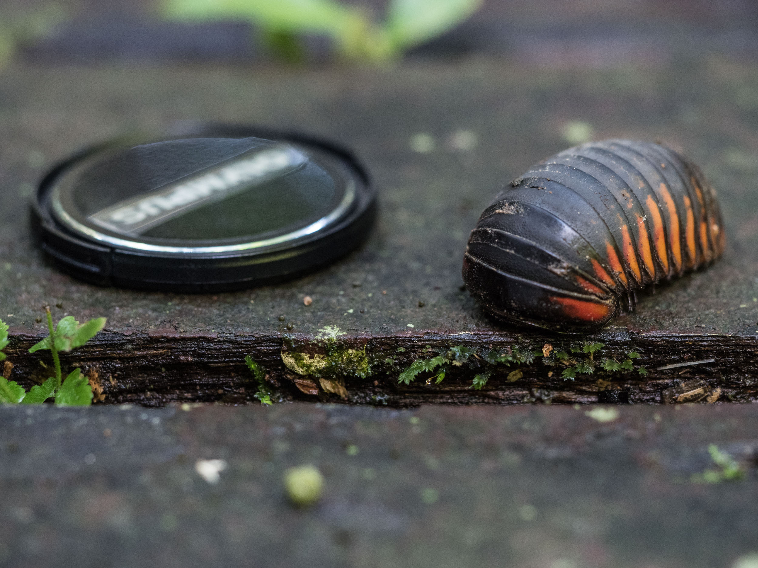 Big pill millipede