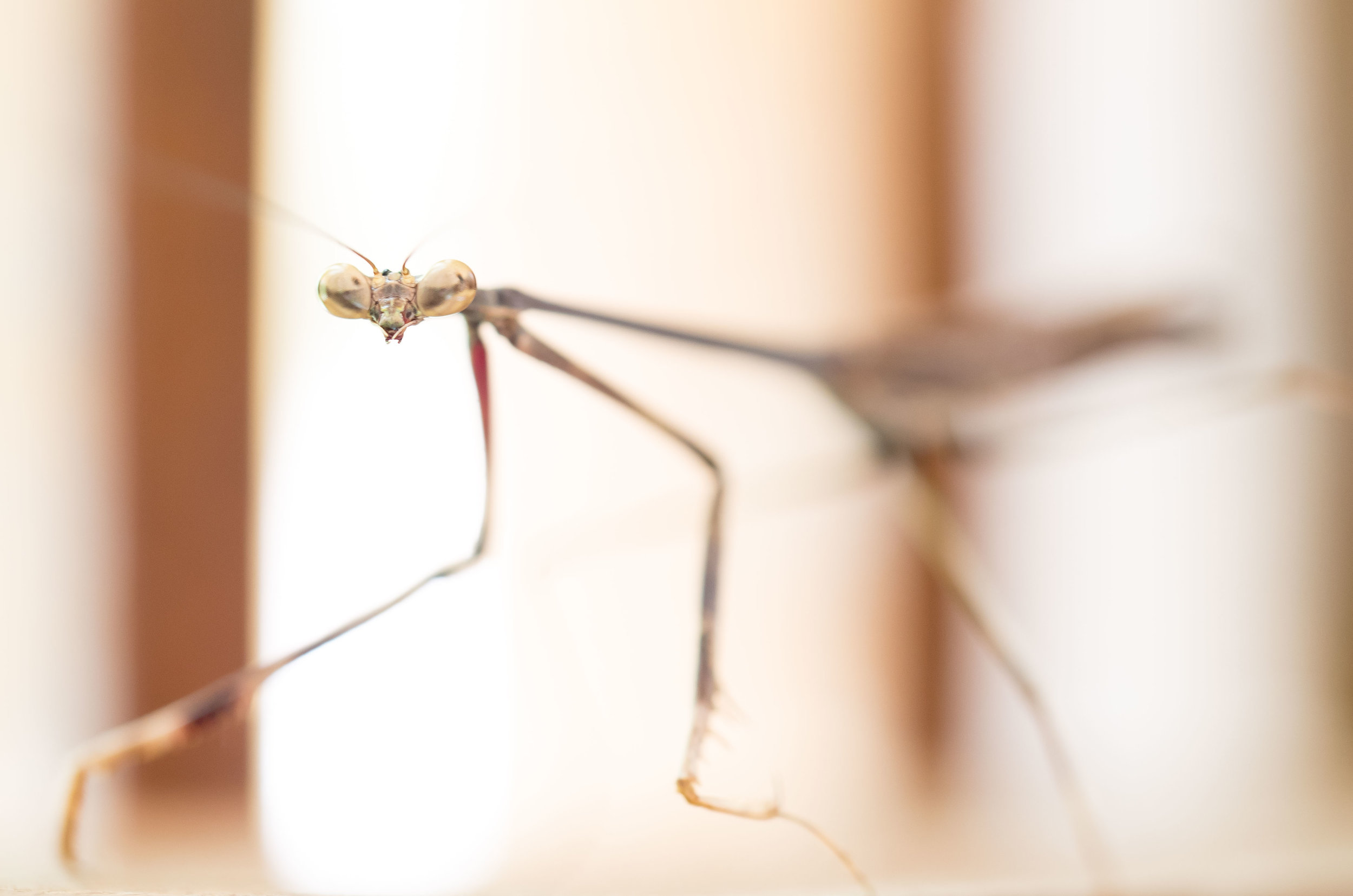 Stick Insect