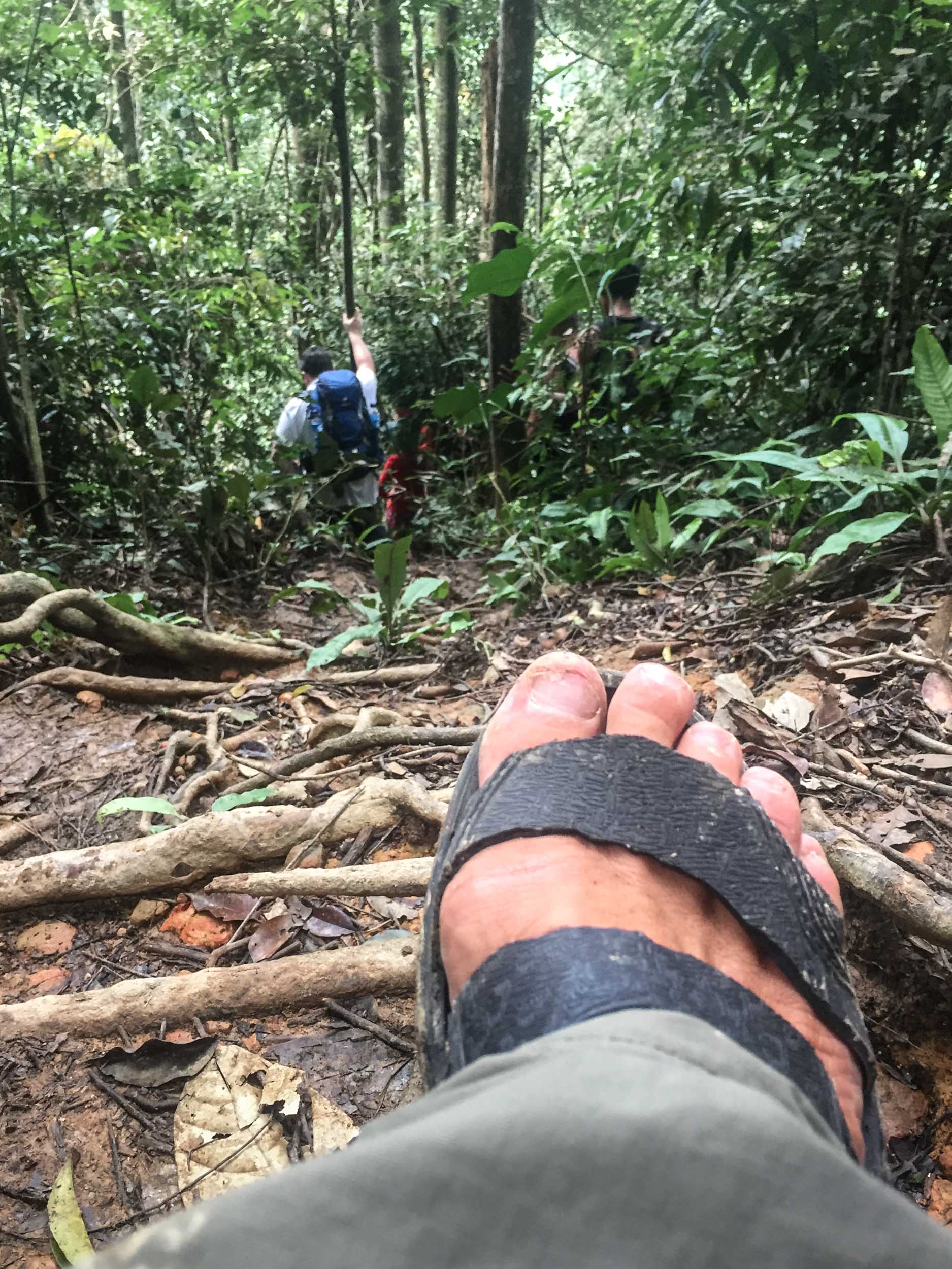 The Jungle Stompers come in to their own once again.