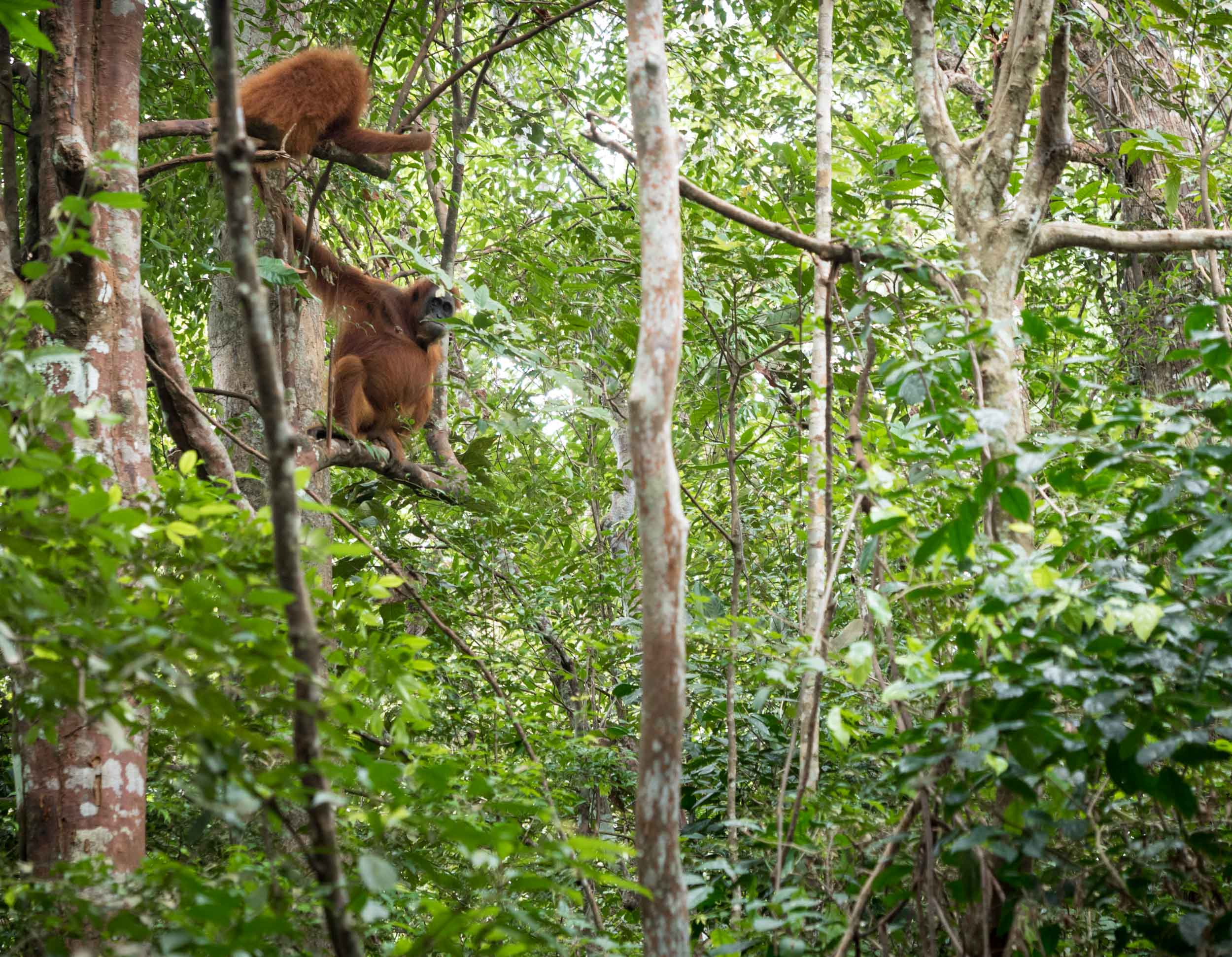 Orange Jungle Apes....