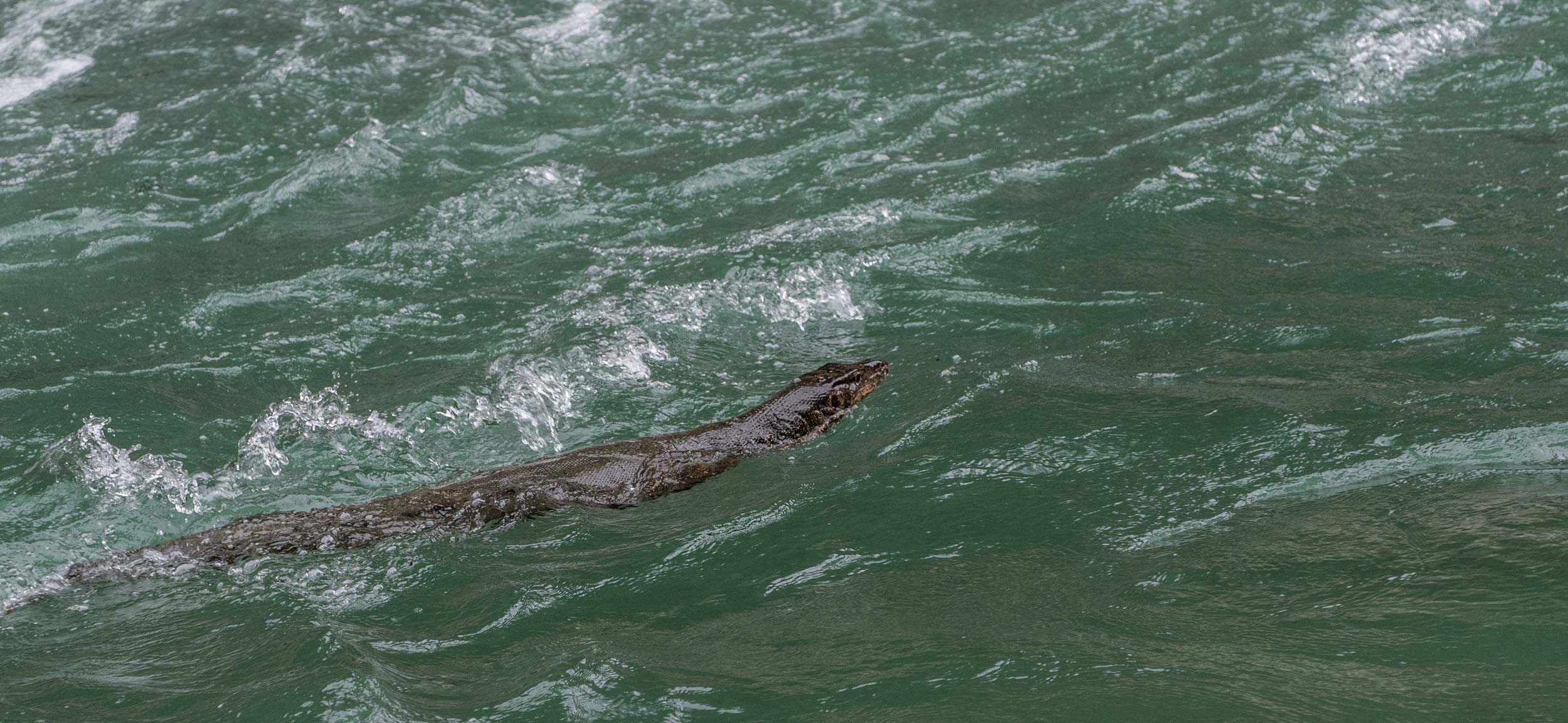 Swimming monitor! Far faster in water than on land!