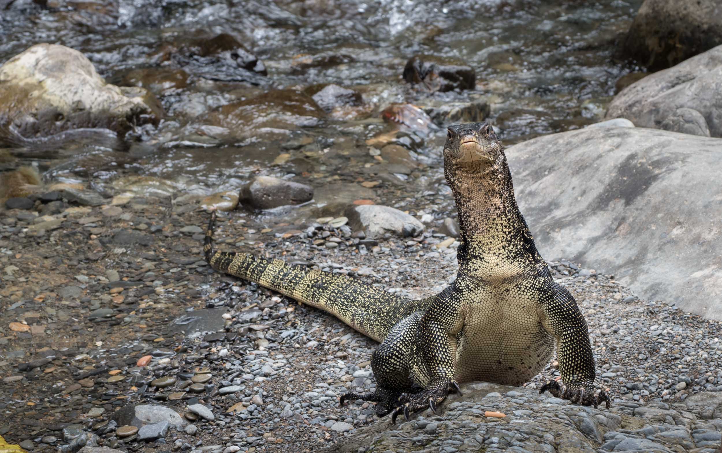 'Hello there, I'm a monitor lizard, and I'm pretty tall too I'll have you know!'