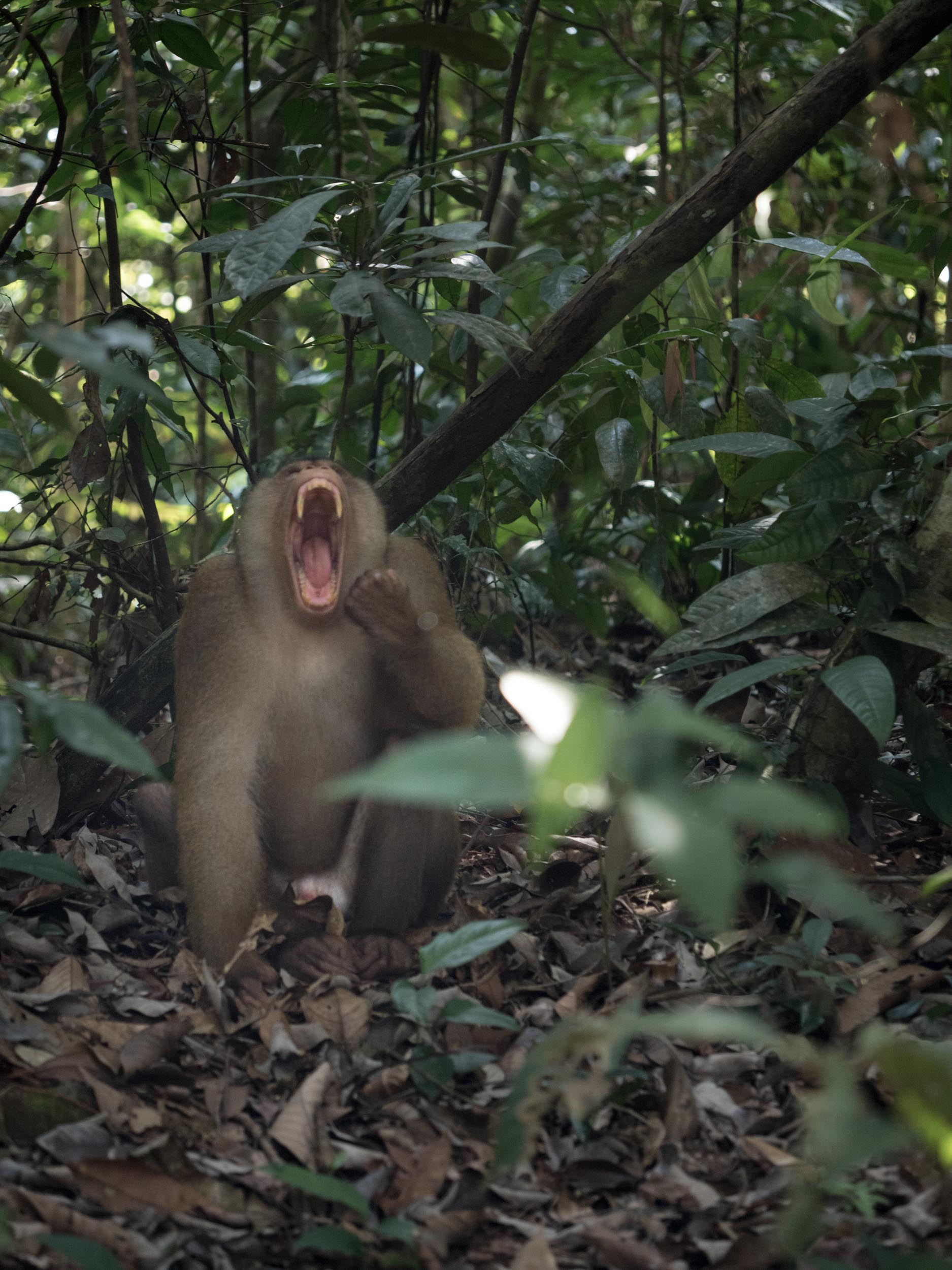 The pig tailed macaque loved the simplicity of 'knock knock' jokes.....