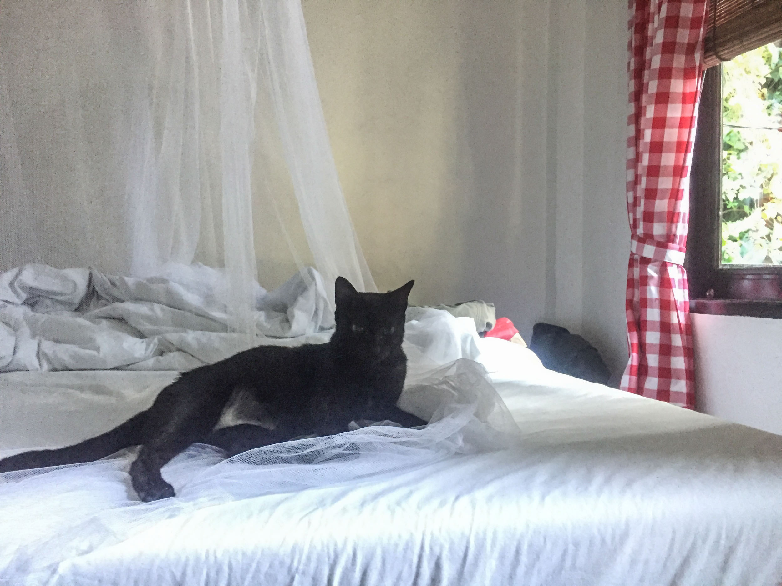 Black Jungle Panther..... Elusive.... Dangerous.... Comfortable.