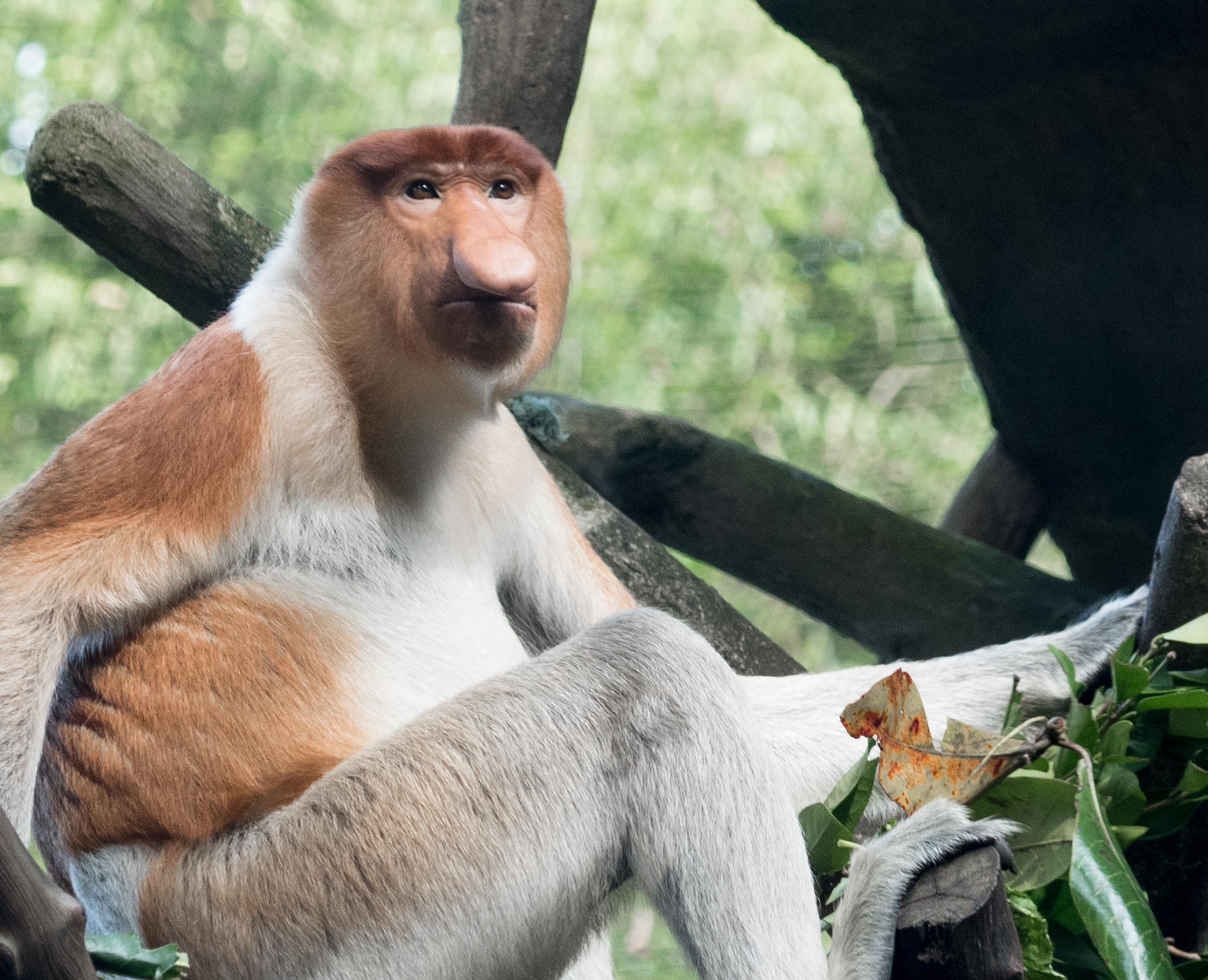 Proboscis Monkey.... Lots of these guys in Borneo.... 