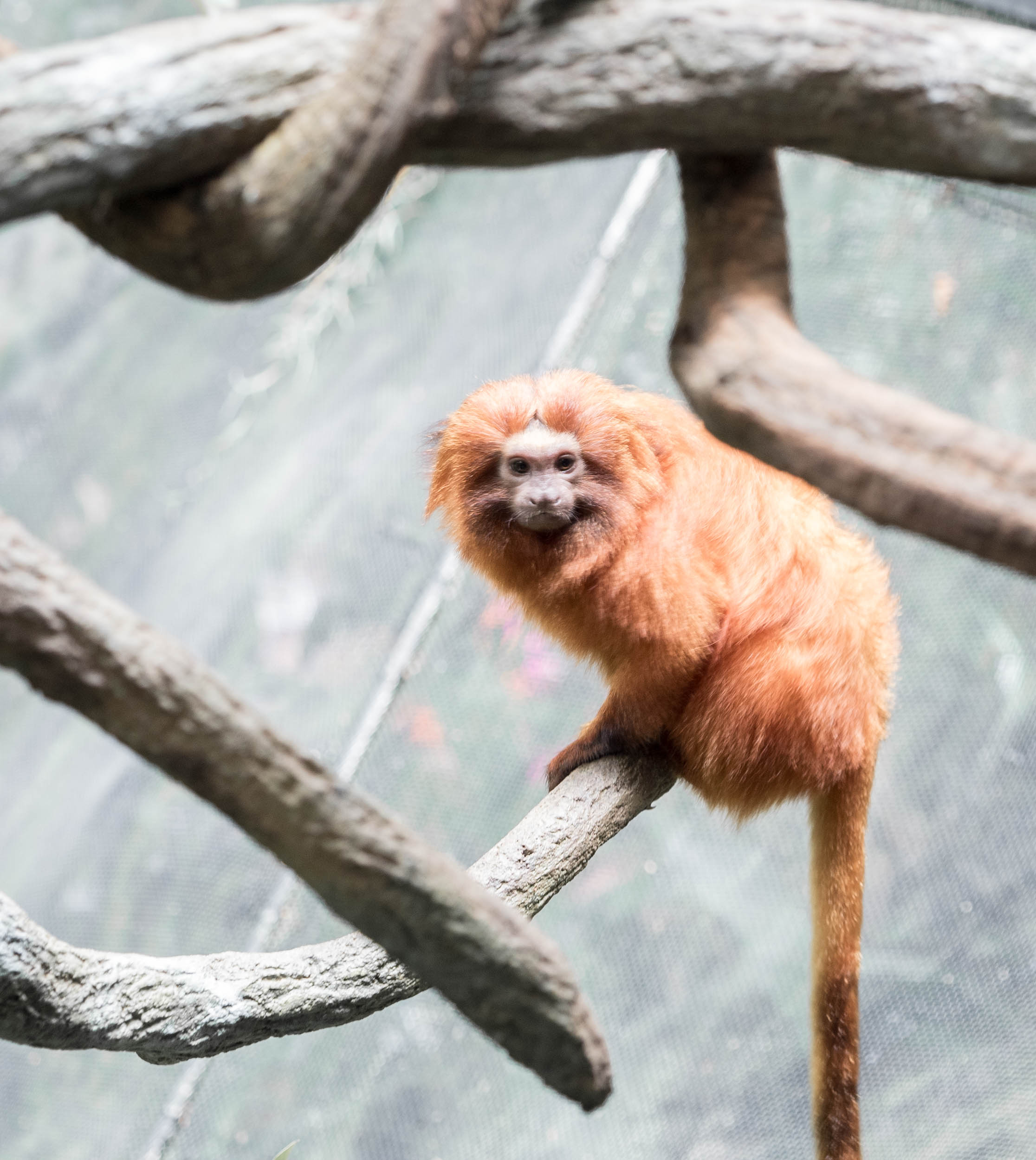 Golden Lion Tamarin, hoped to see one in South America but never did. Small and beautiful.