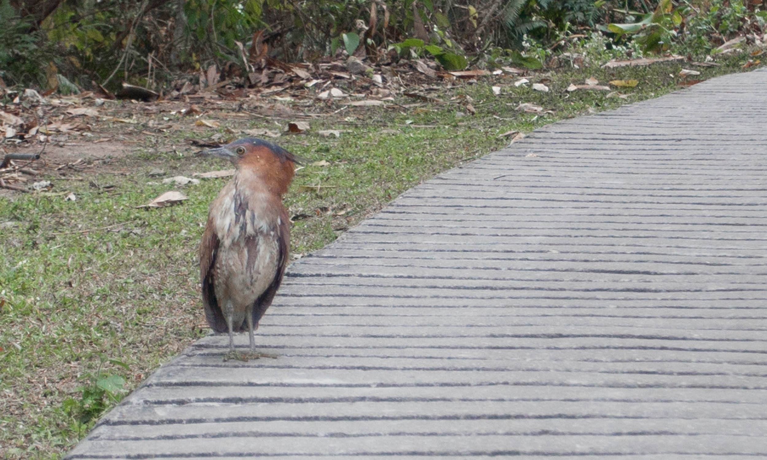 Tiger heron at the back of the temple....