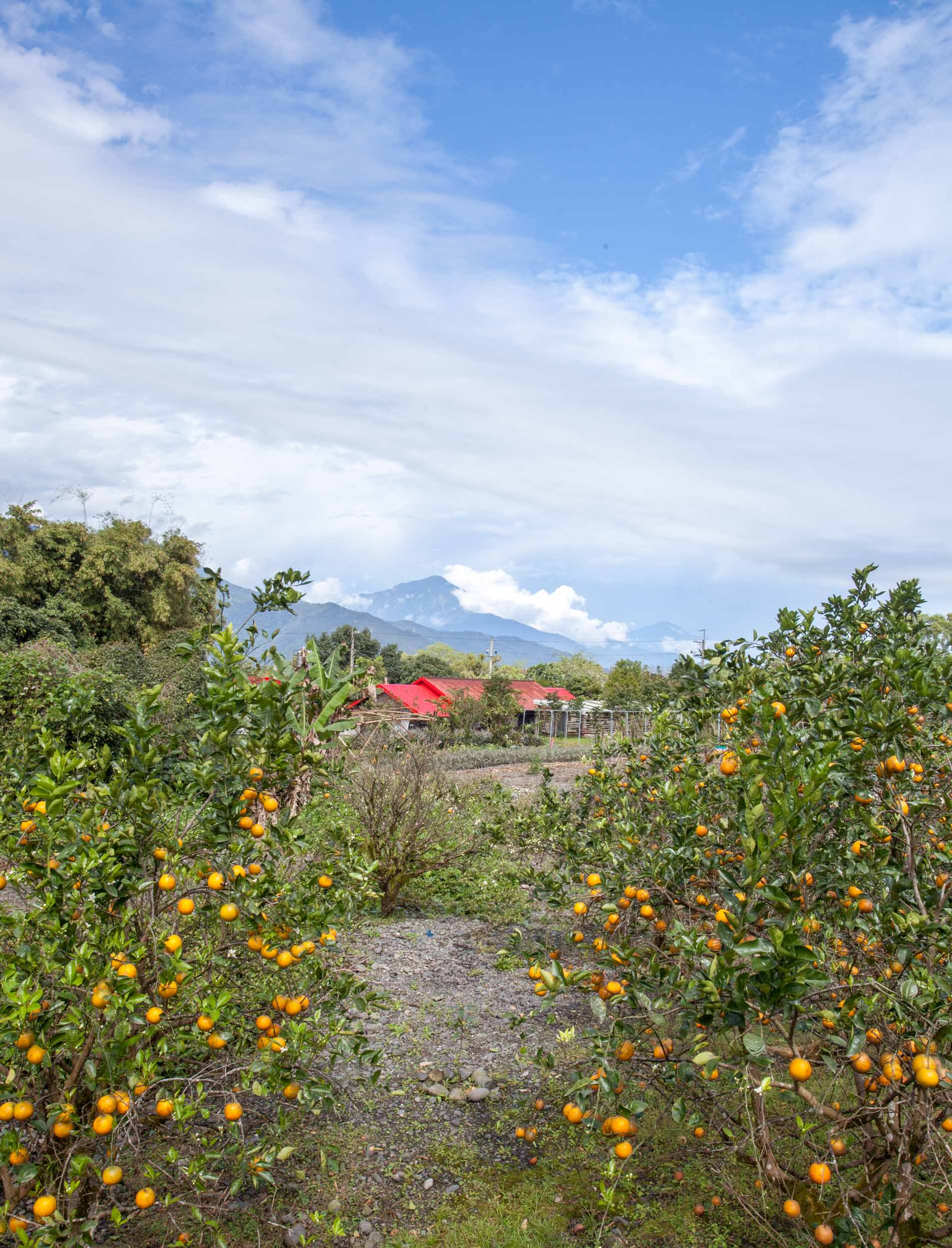 Orange trees, and perfectly maintained villages bordered Road 11..... I saw two cars in an hour.