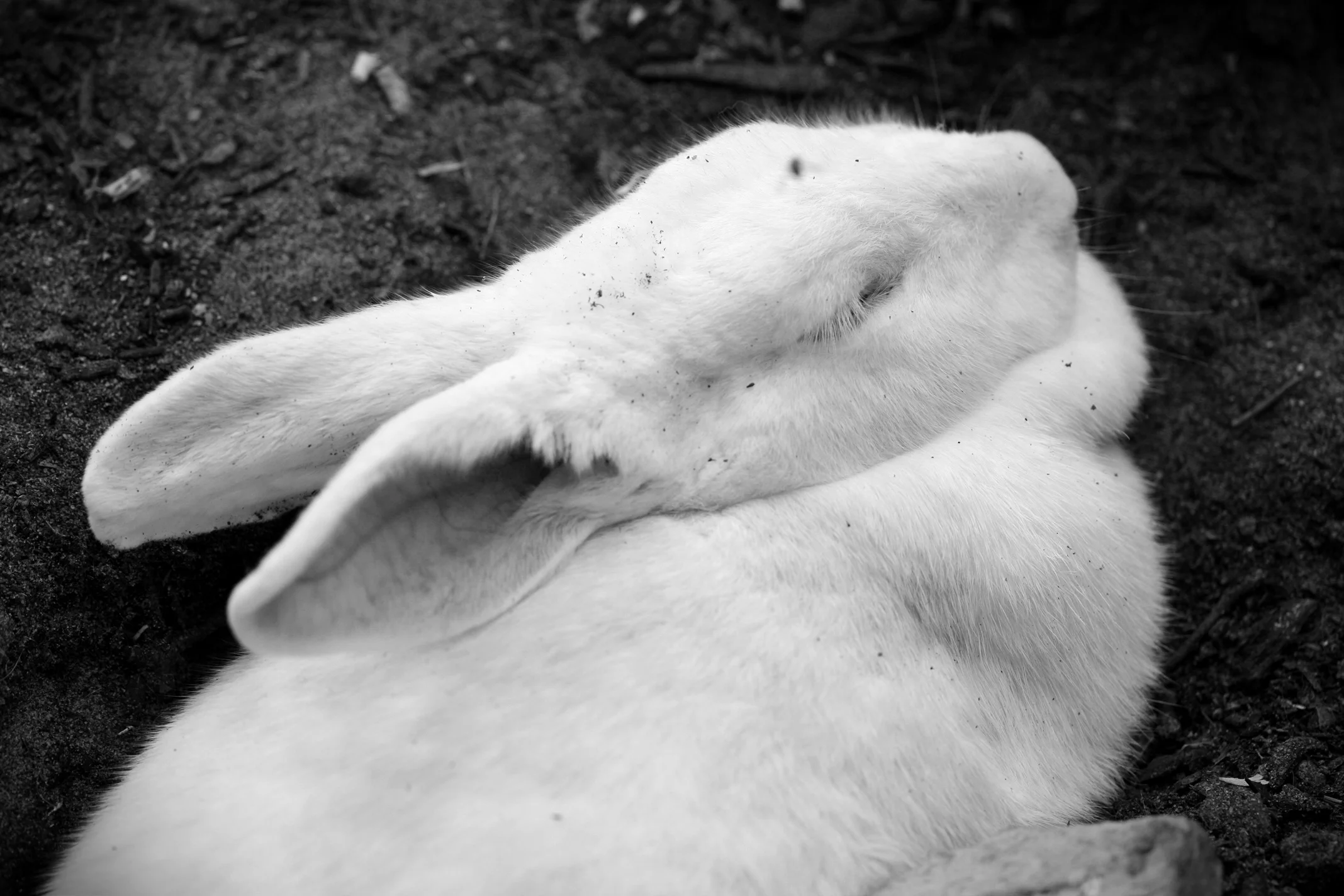 bunny.jpg