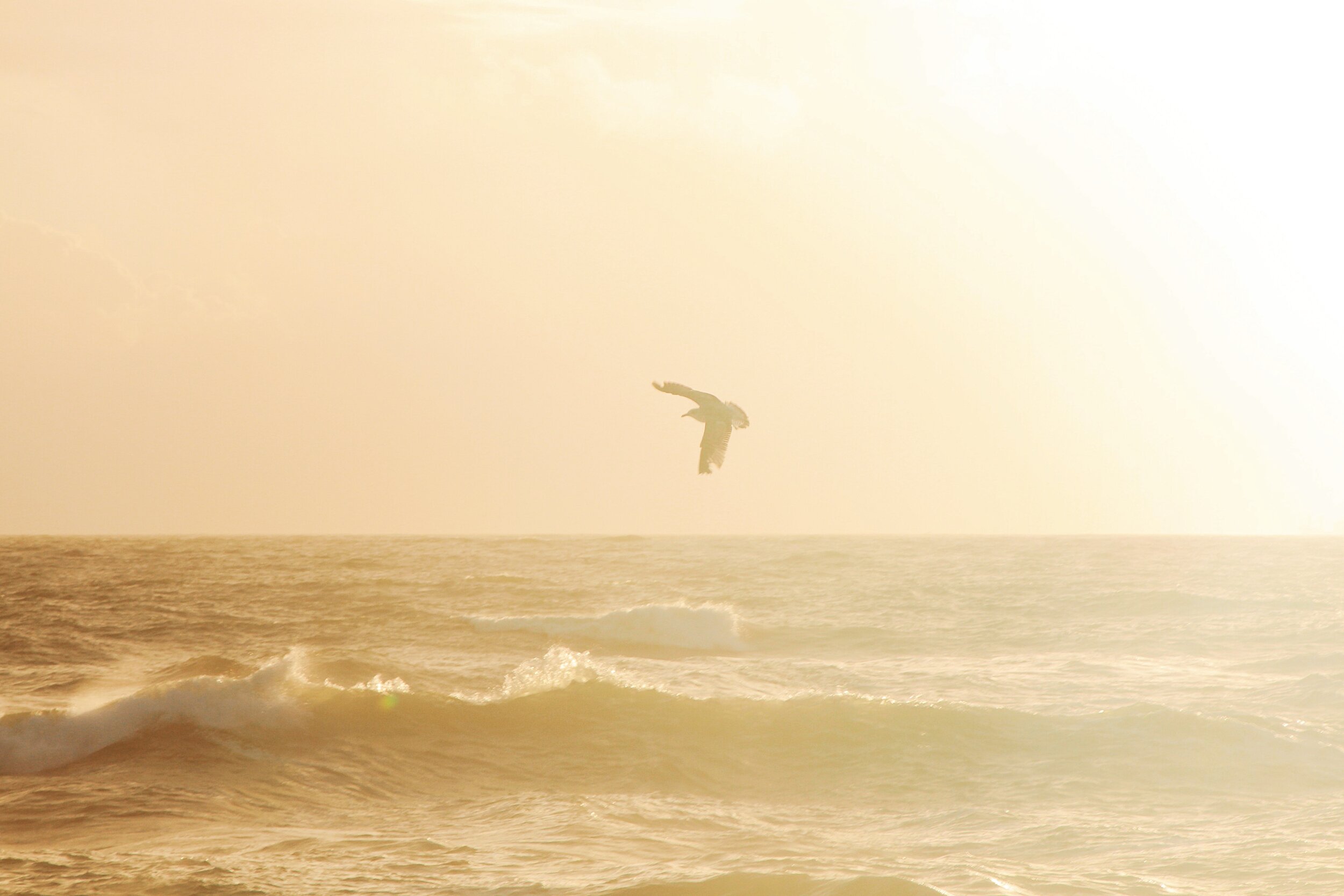 bird-soaring-over-water-waves-2347357.jpg