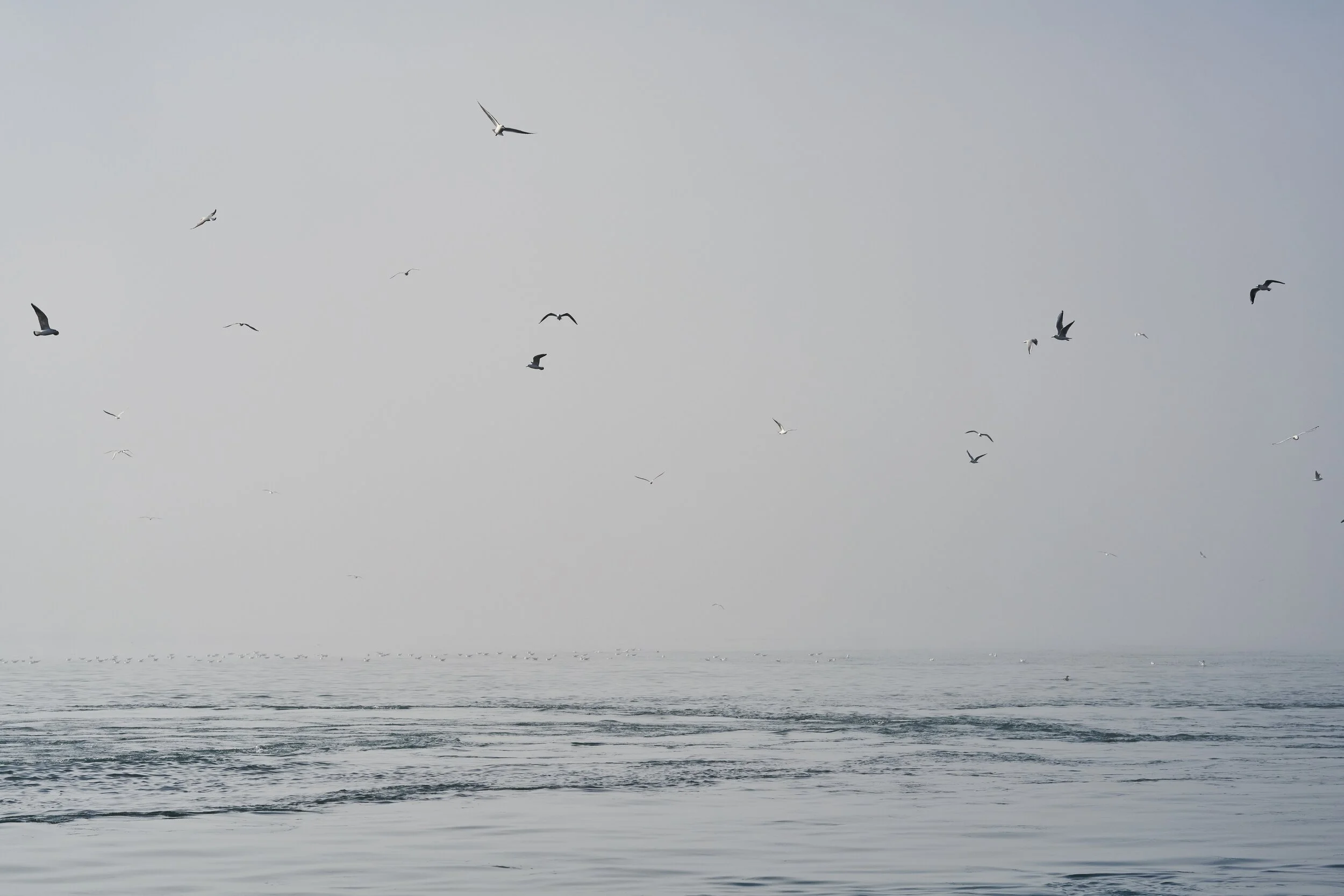 birds-flying-over-calm-sea-2303585.jpg