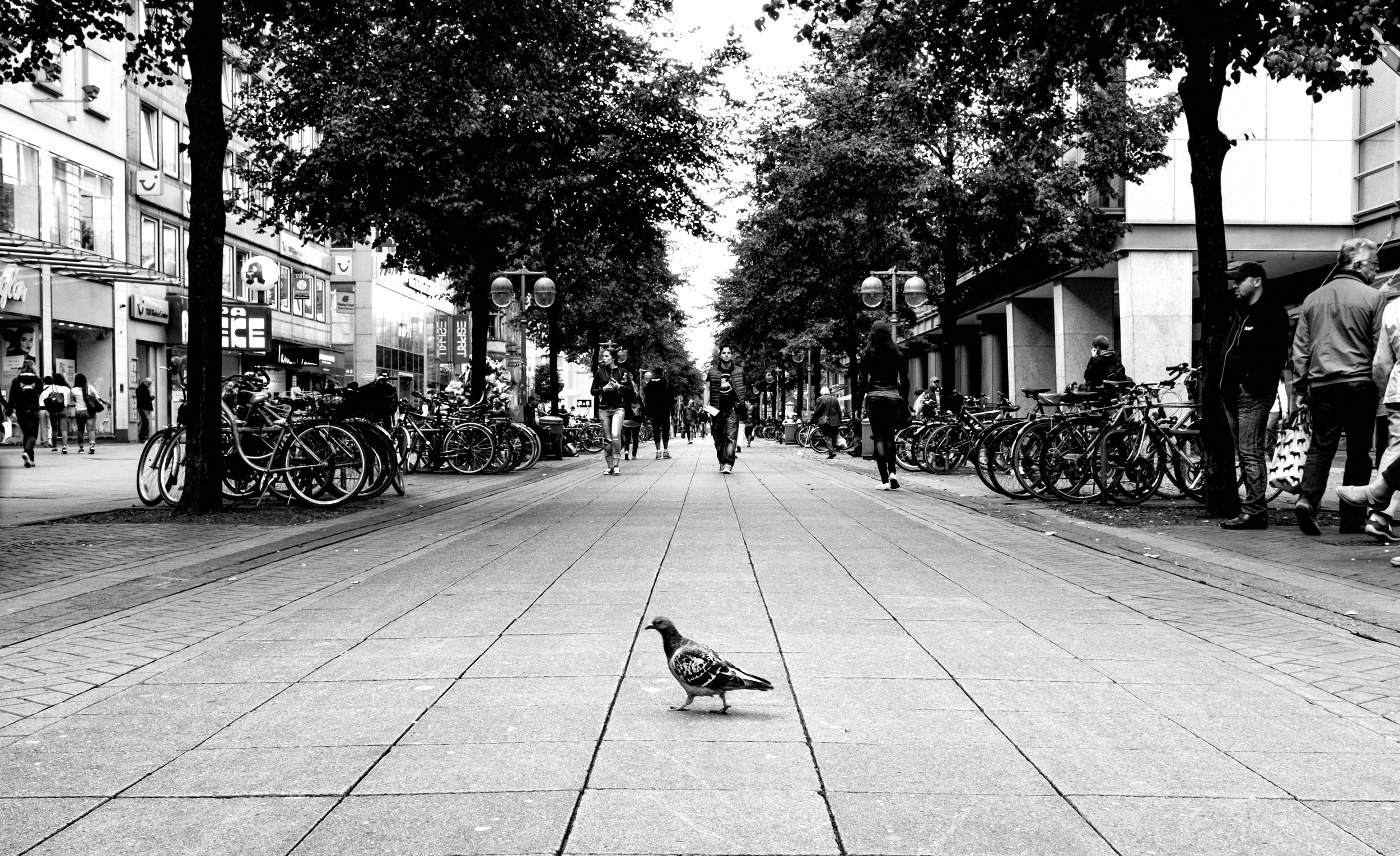 Even the pigeons were on strut today...