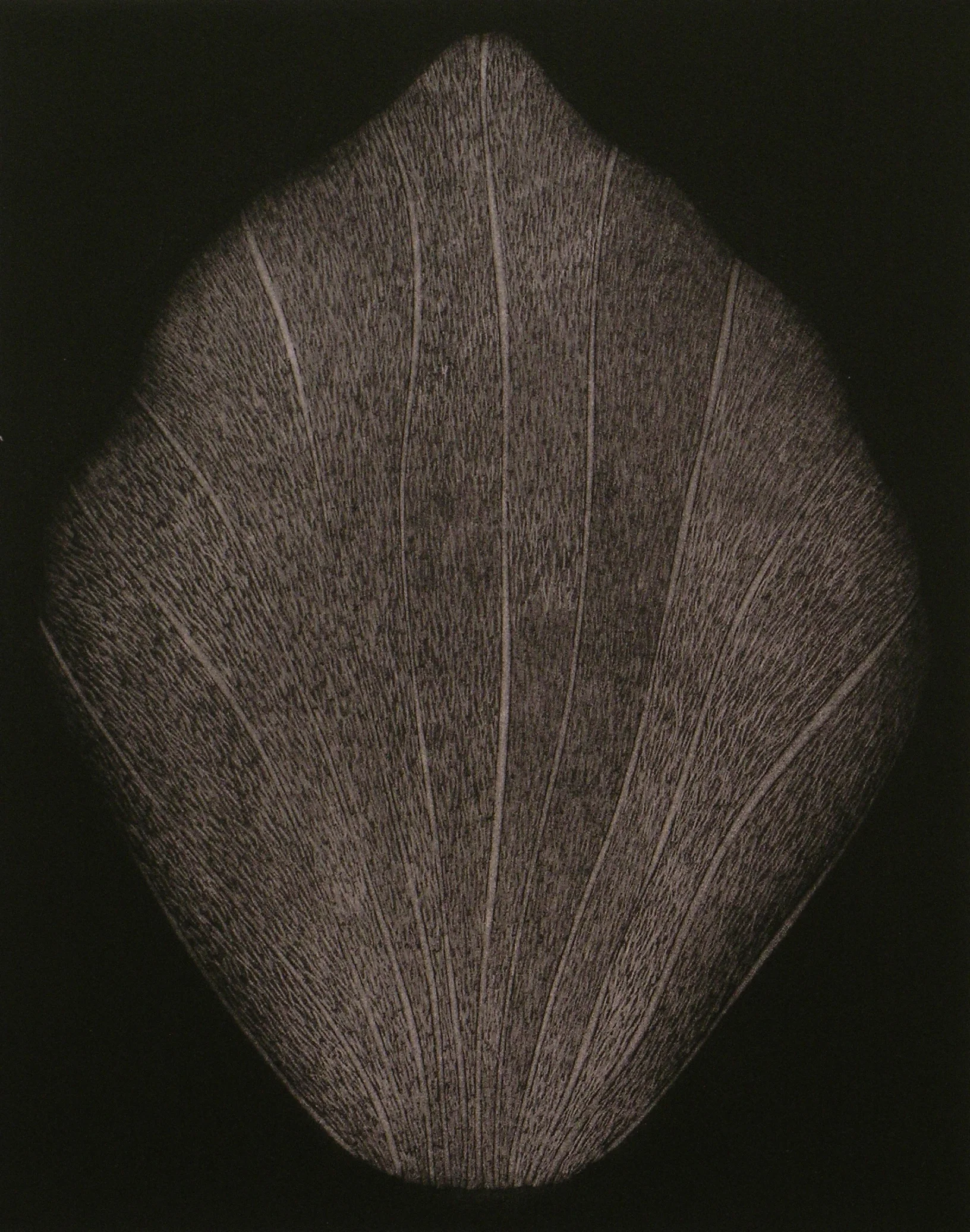  No title (hoja) 2007  Mezzotint / 78x56cm 