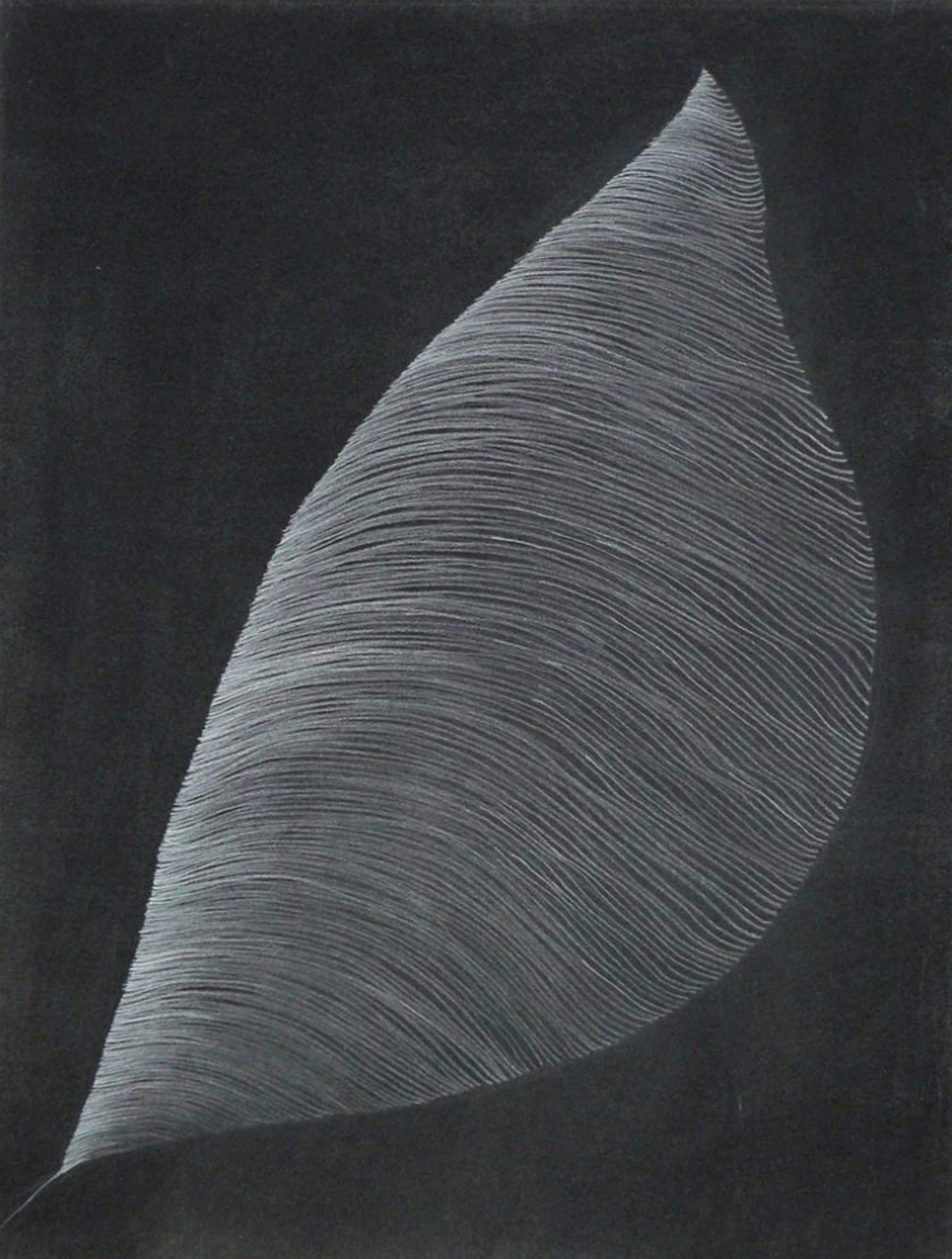  Entre líneas 2009  Pencil / 65x50cm 