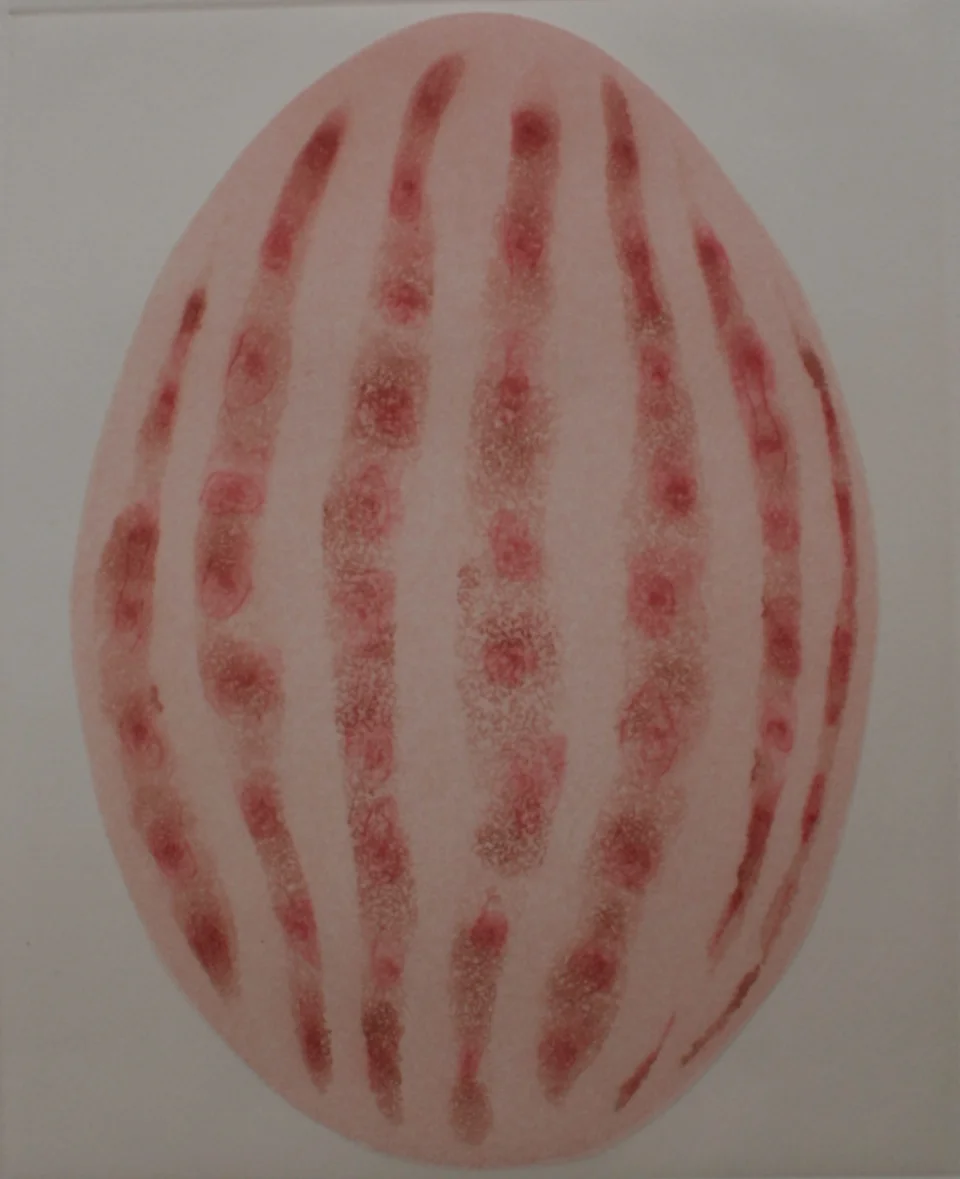  Elementos Marinos (célula rsácea) 2003  Lavis / 38x25cm 