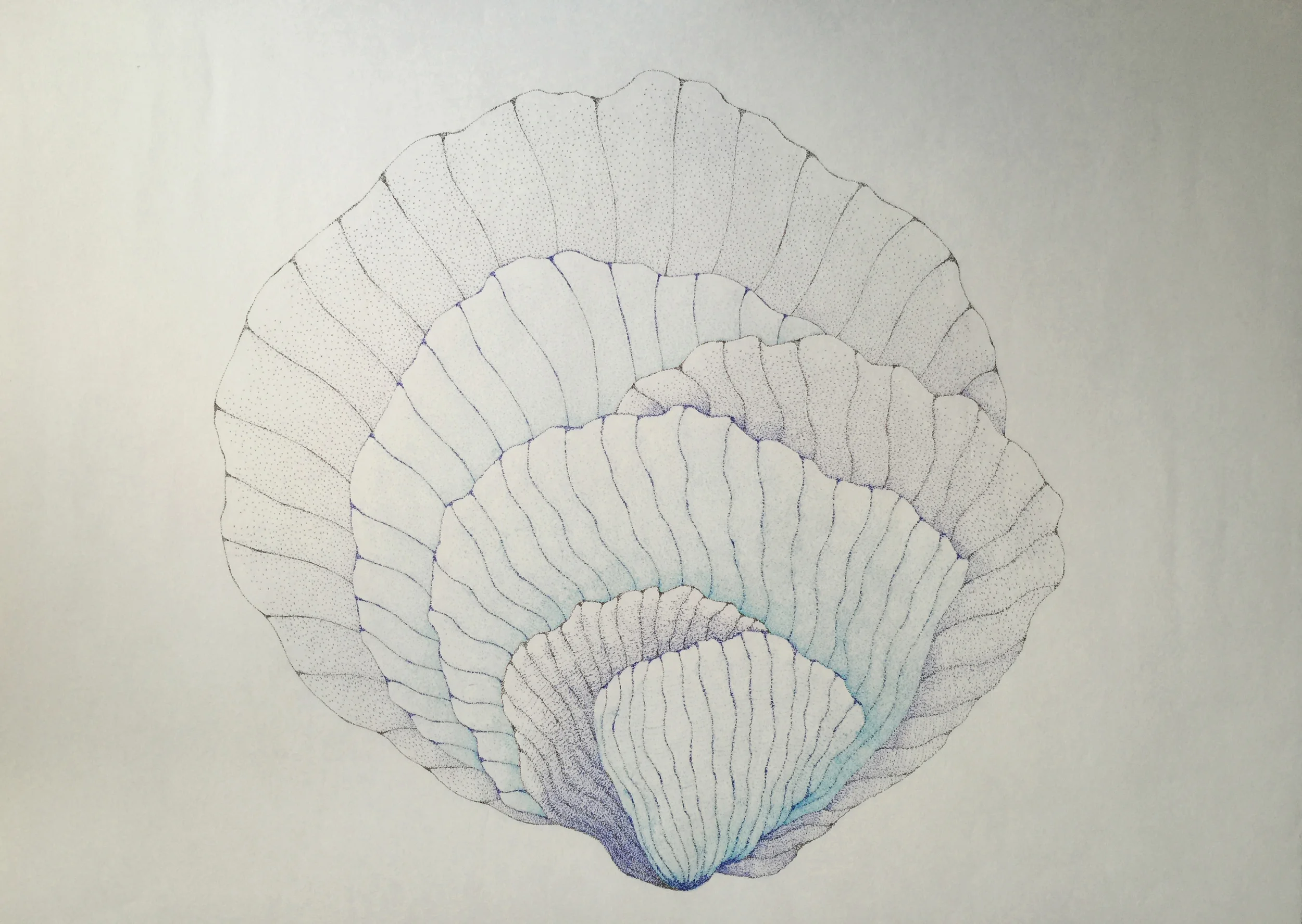  New Specie III 2015  Pen on Japanese paper / 50x70cm 