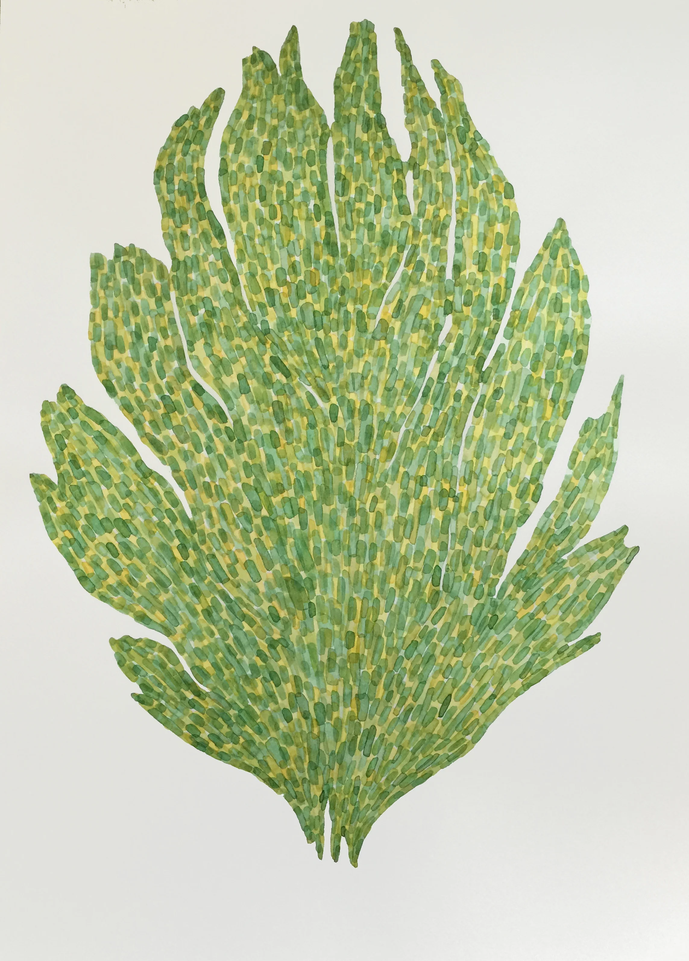  New Specie II 2015  Watercolour on paper / 70x50cm 