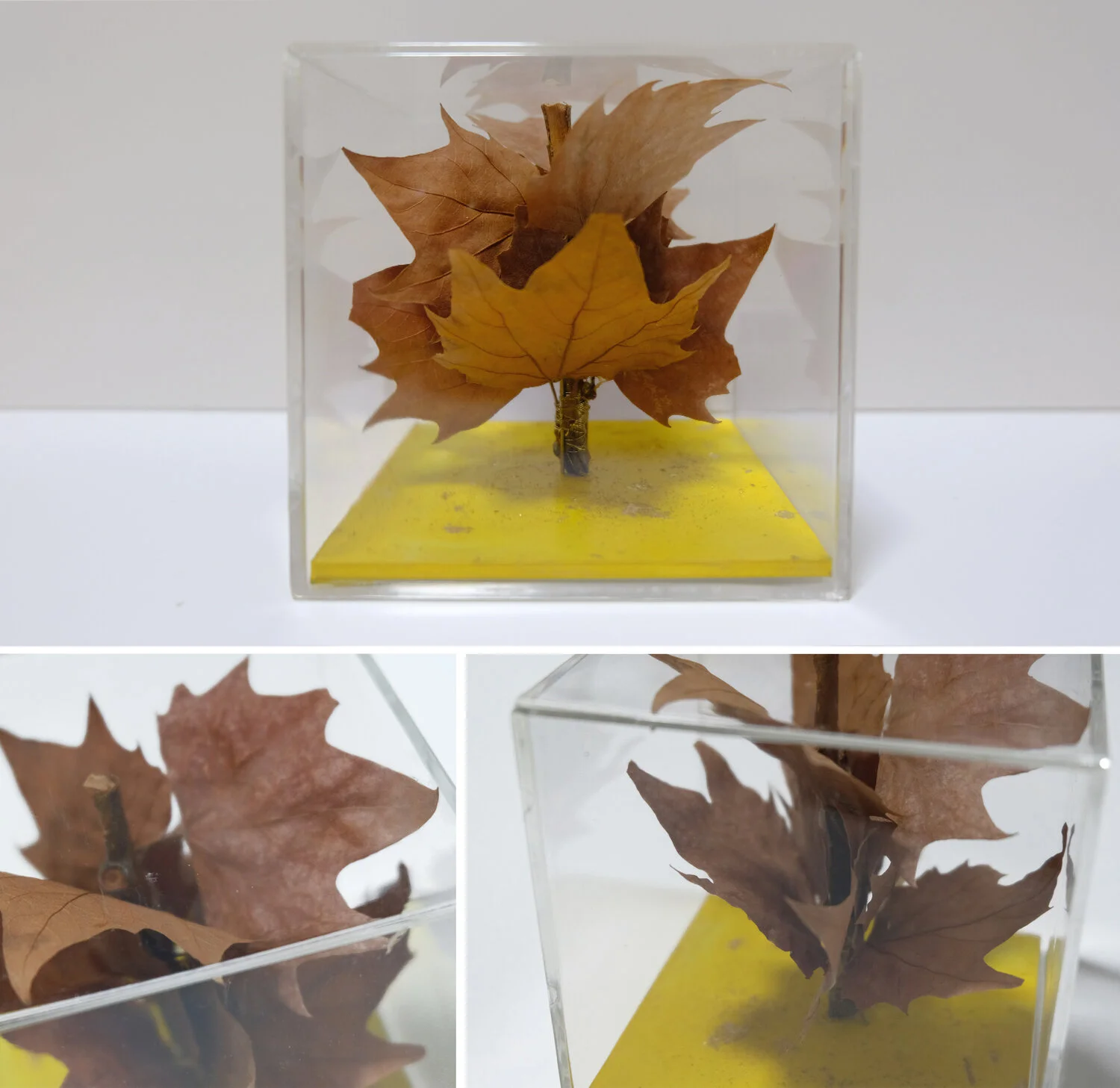  Micromundo II 2010  Mixed media in perspex box / 10x10x10cm 