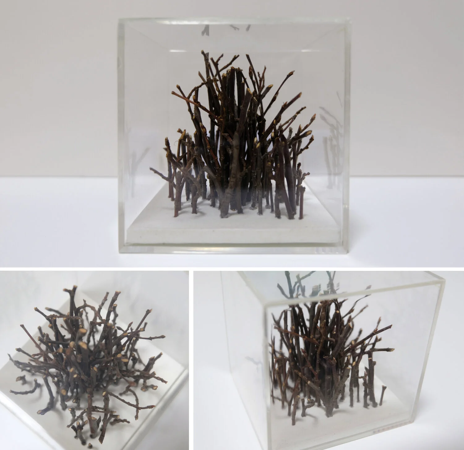  Micromundo VI (Taxidermy) 2014  Mixed media in perspex box / 10x10x10cm 