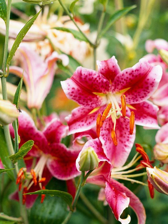 Oriental Lilies.jpg