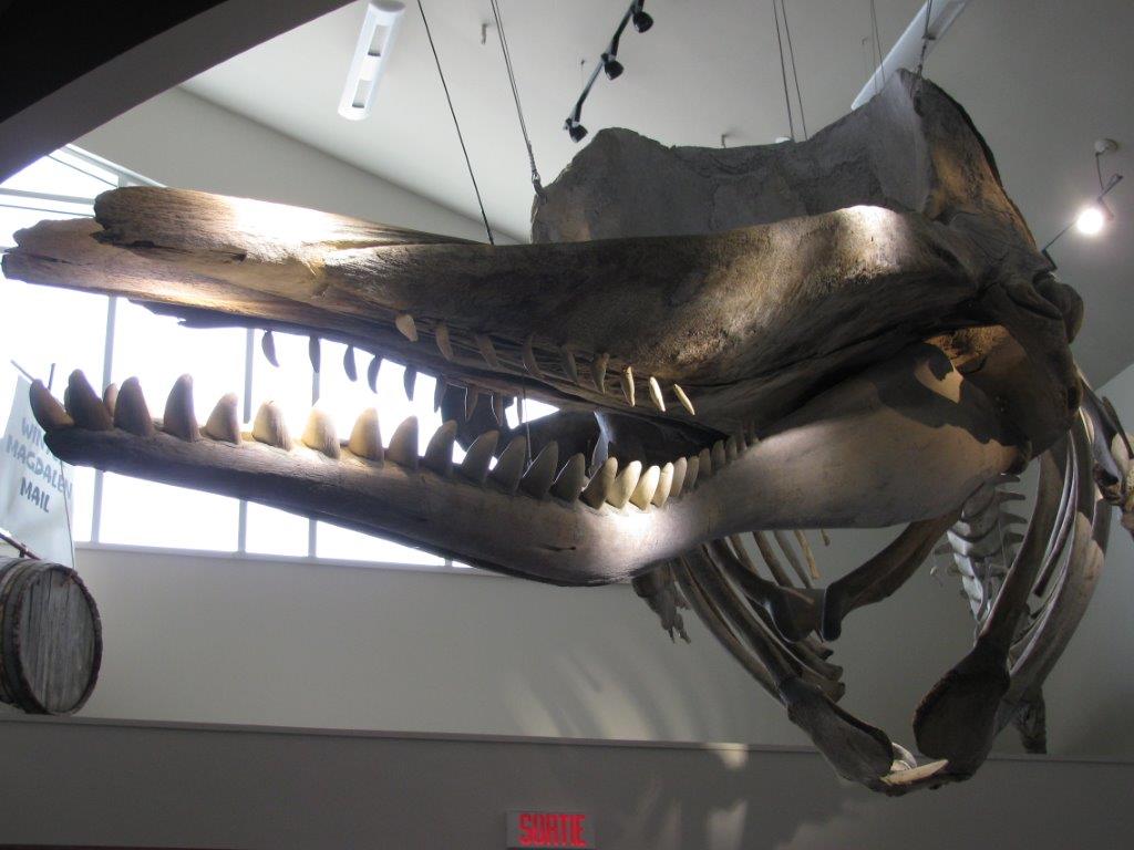 Skeleton of sperm whale and its teeth of ivory