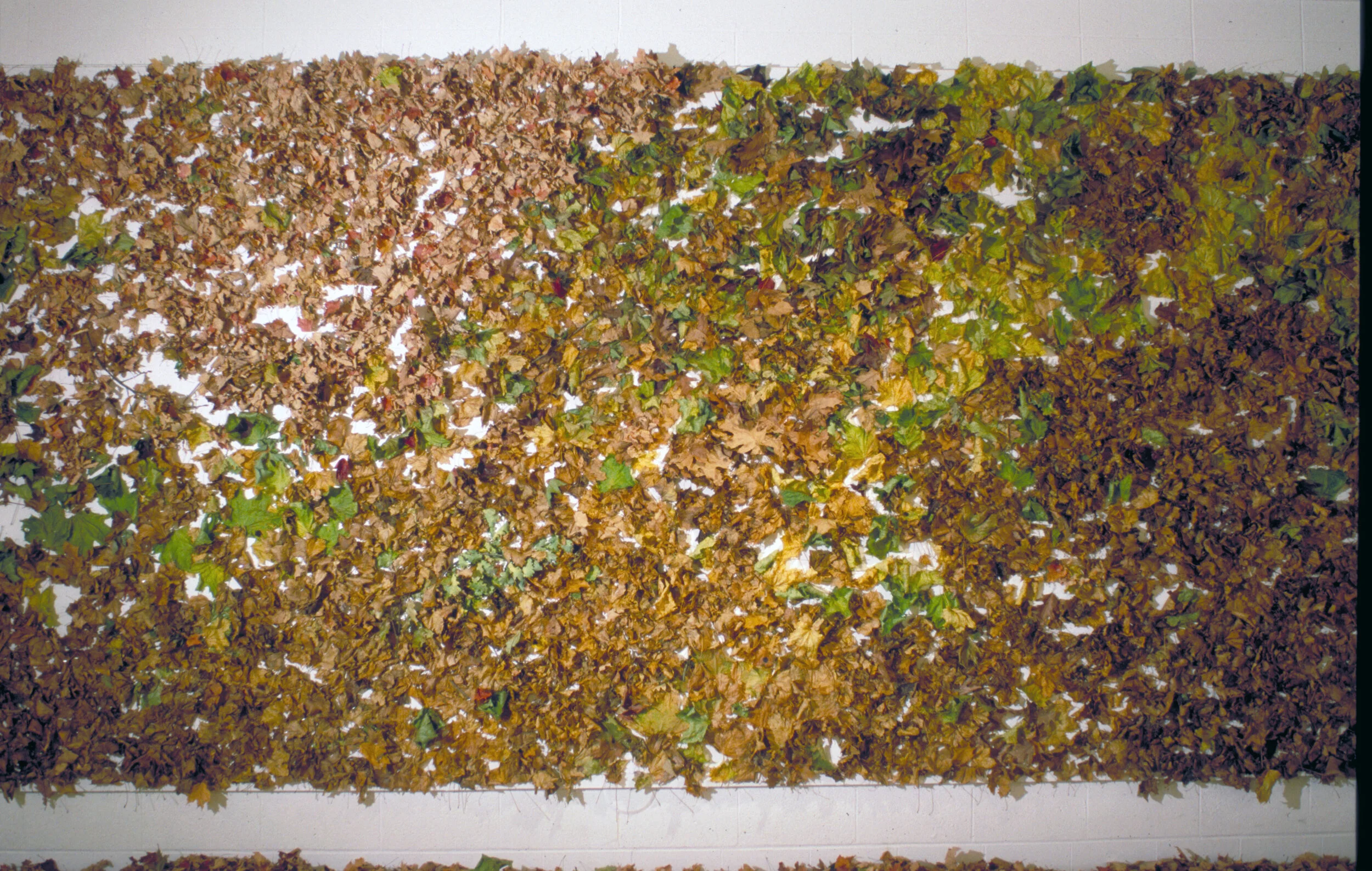 leaves.jpg